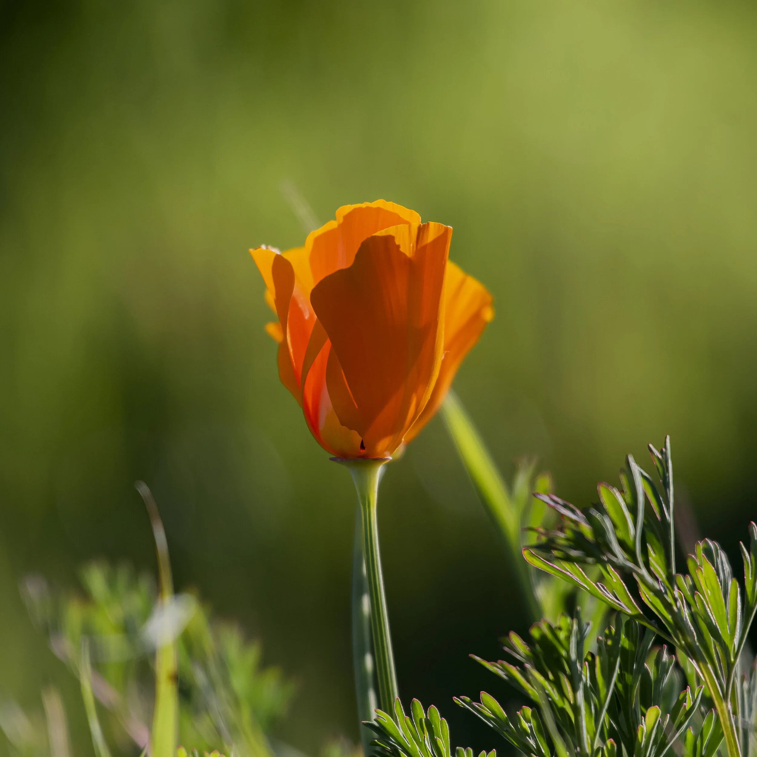 Poppy at Coyote Valley Open Space Preserve, California