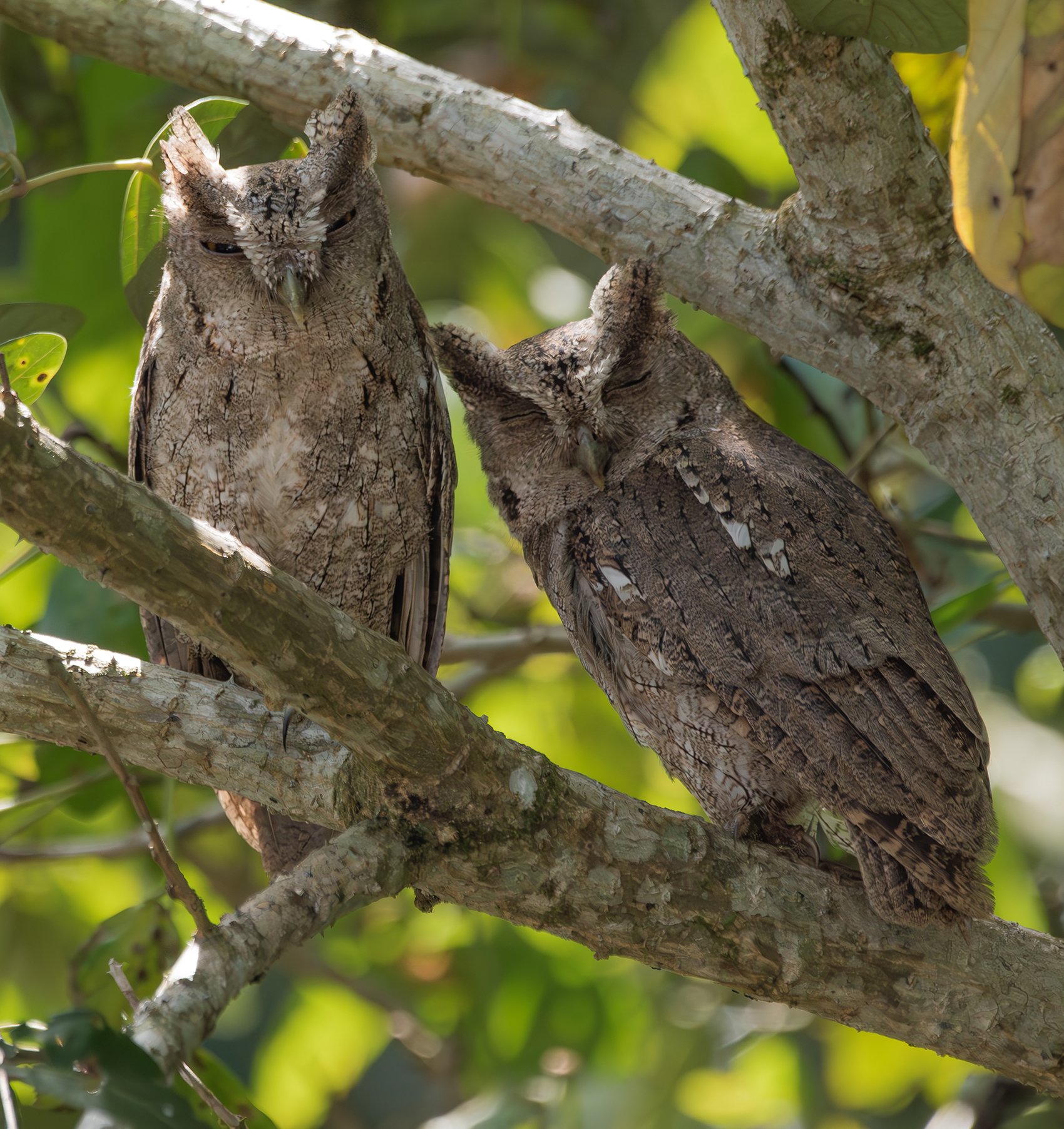 Pacific Screech Owls, Costa Rica