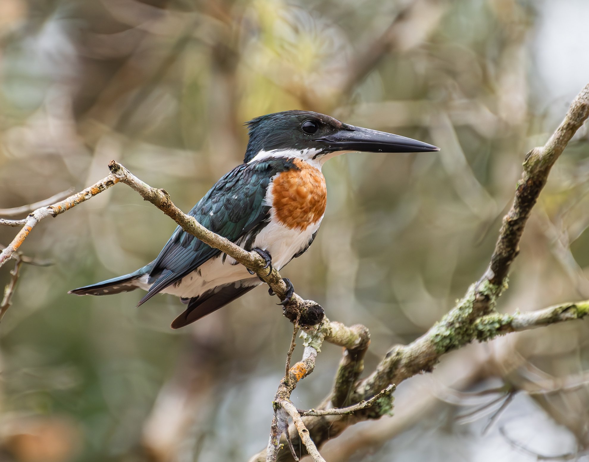 Amazon Kingfisher (male), Costa Rica