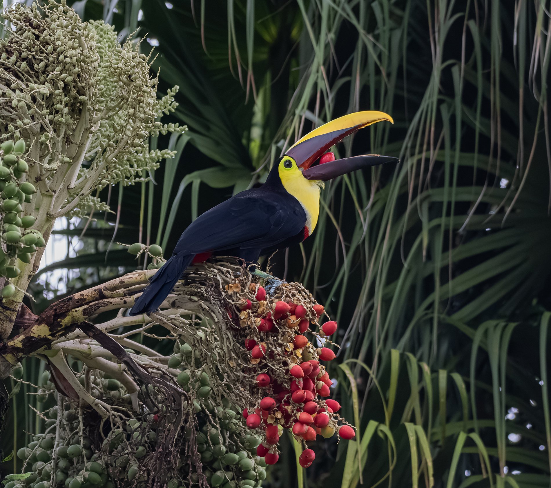 YellowThroated Tucan, Costa Rica