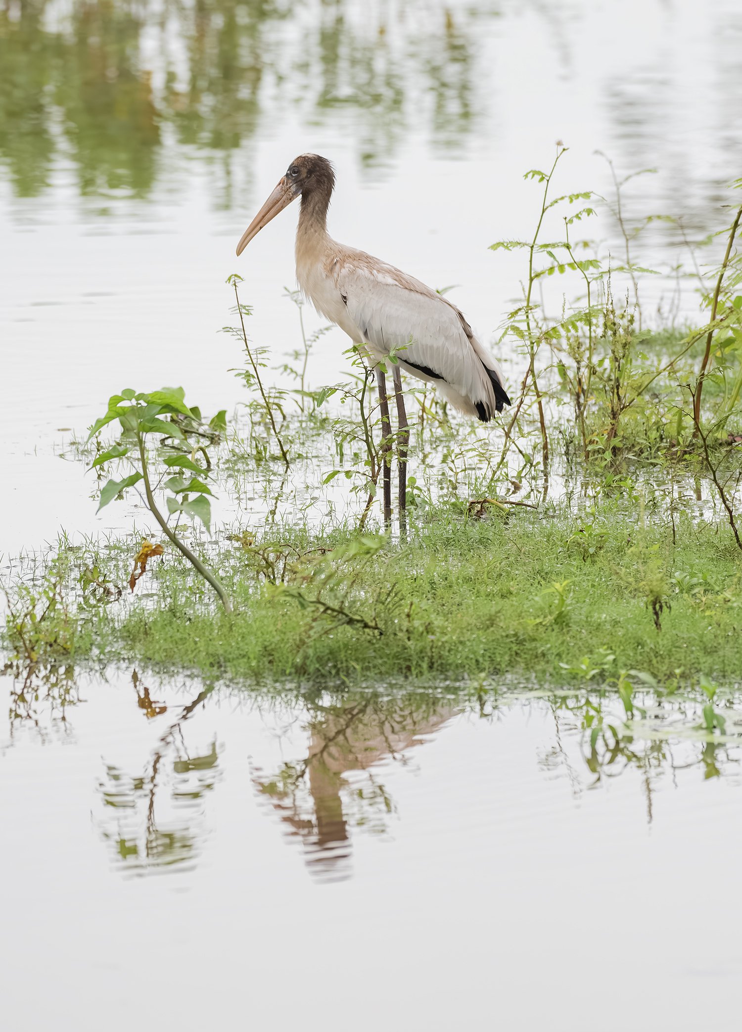 Wood Stork, Costa Rica