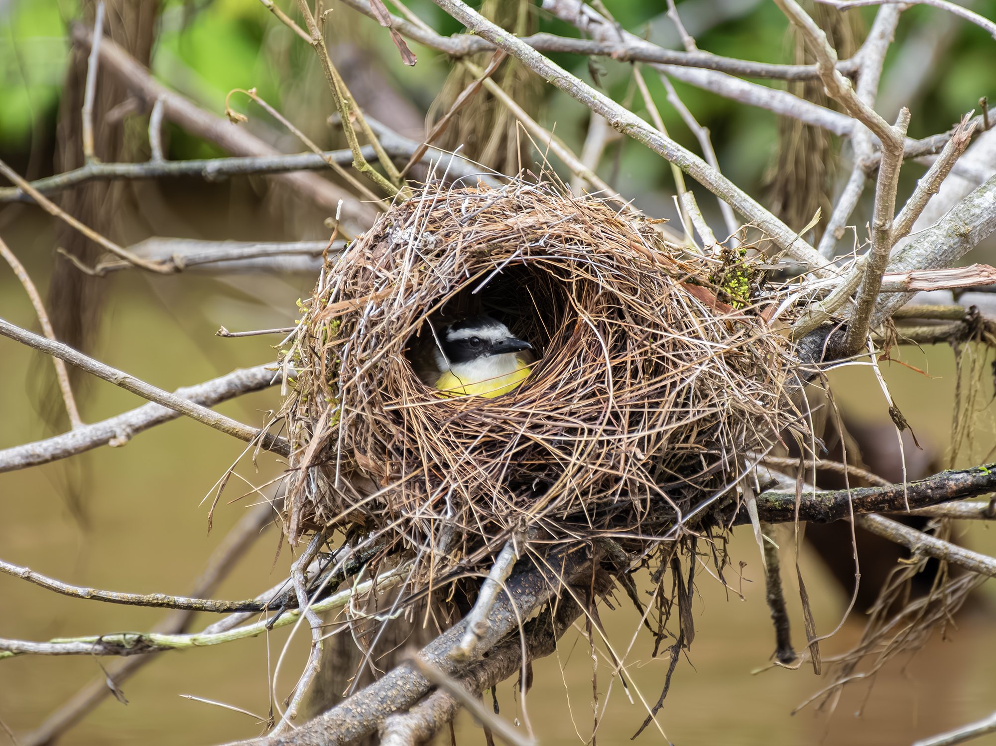 Great Kiskadee, Costa Rica