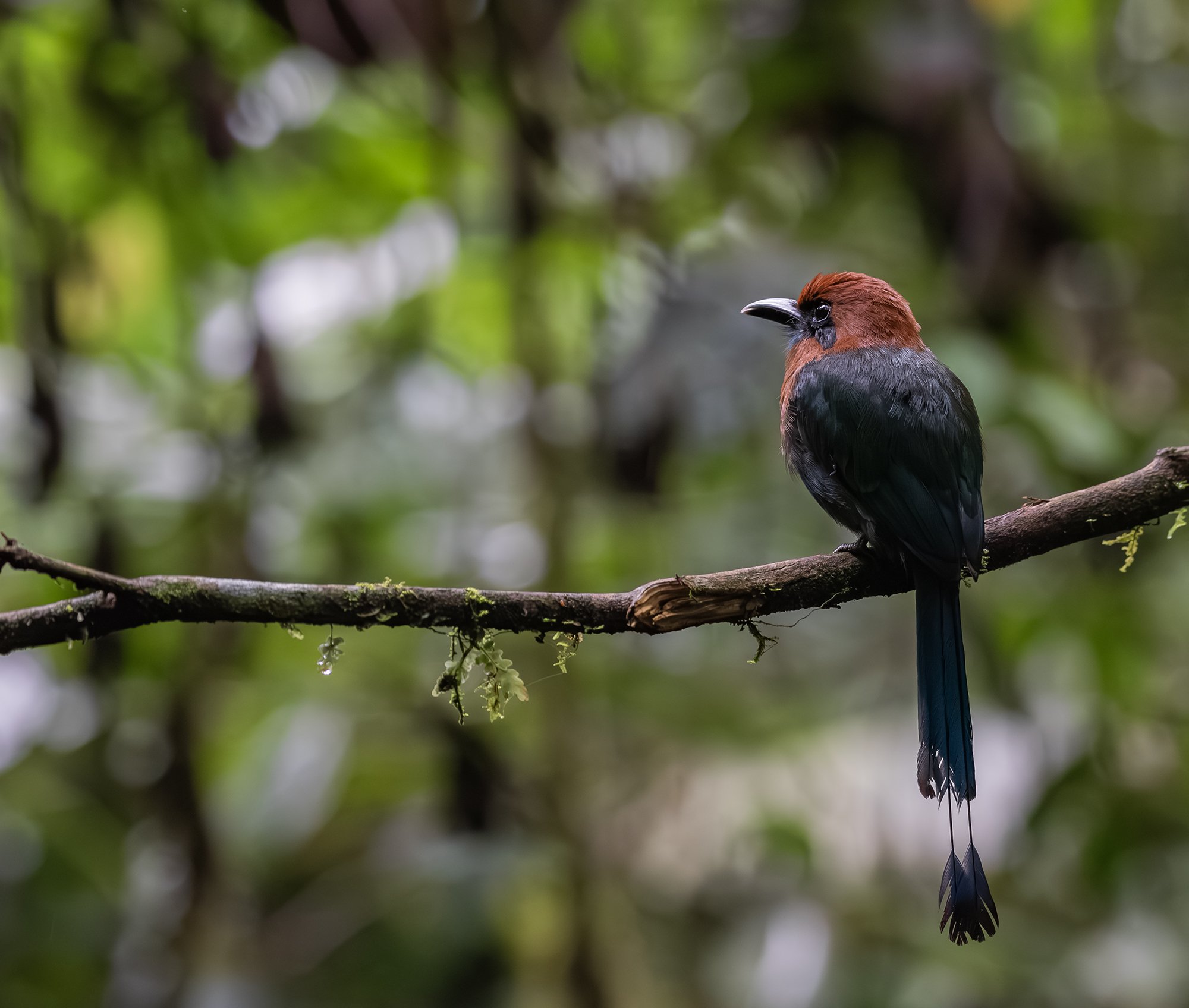 Broad-billed Motmot, Costa Rica