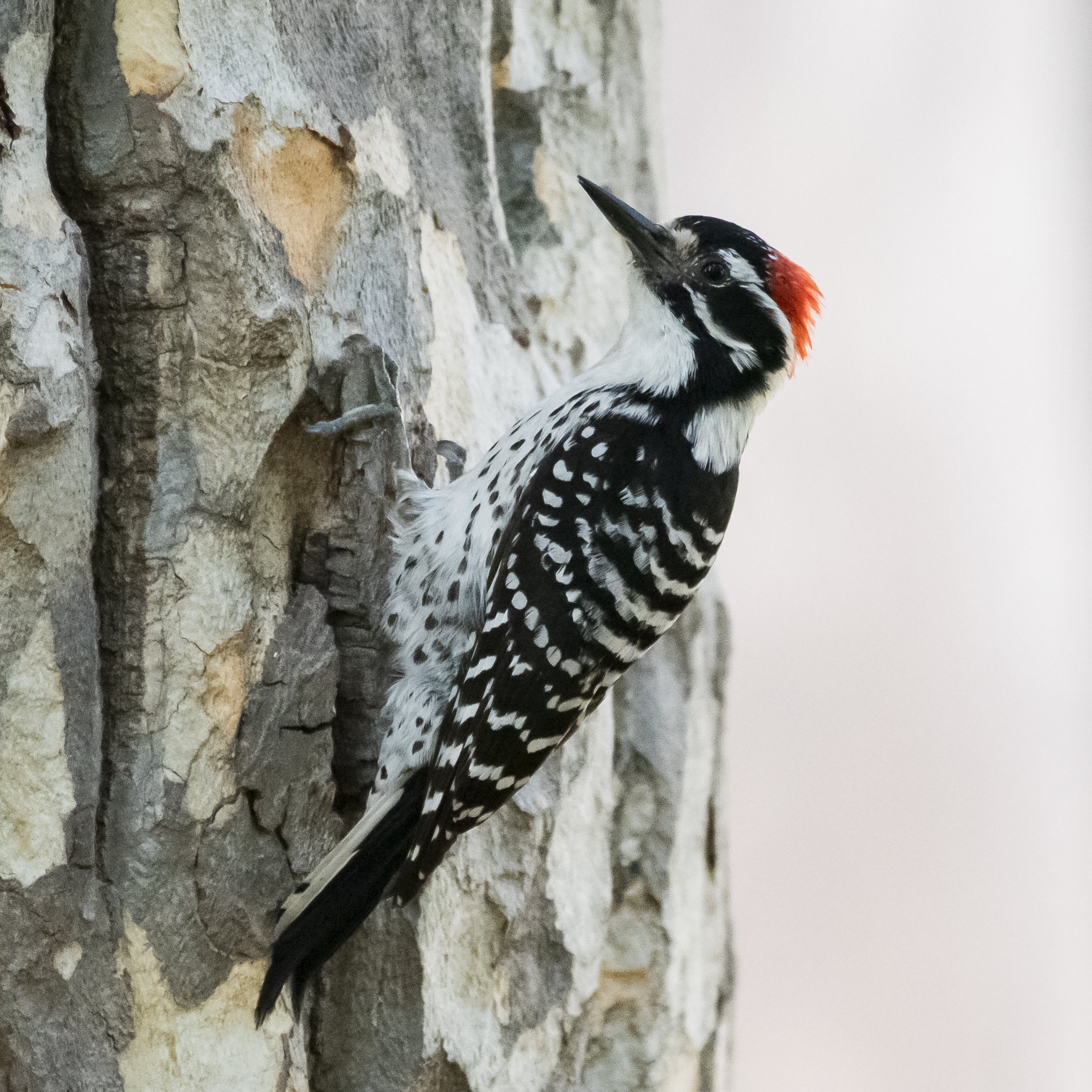 Nuttal's Woodpecker, SanJose, California