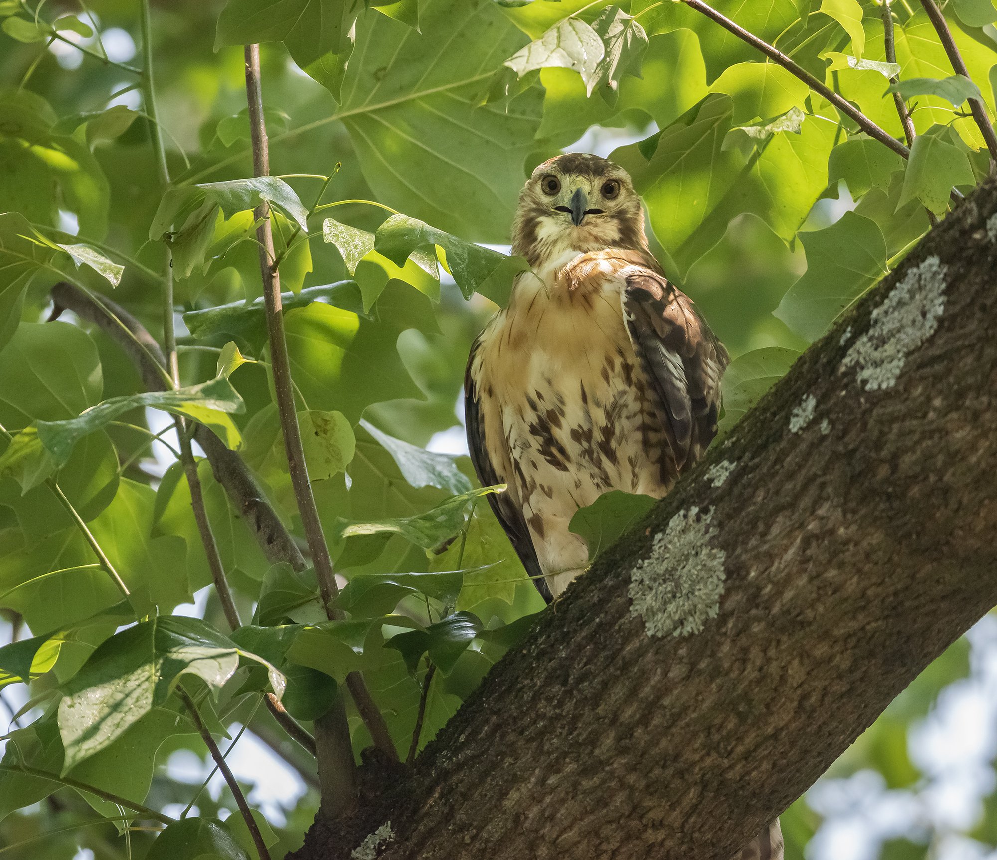 Red Tailed Hawk, Washington DC