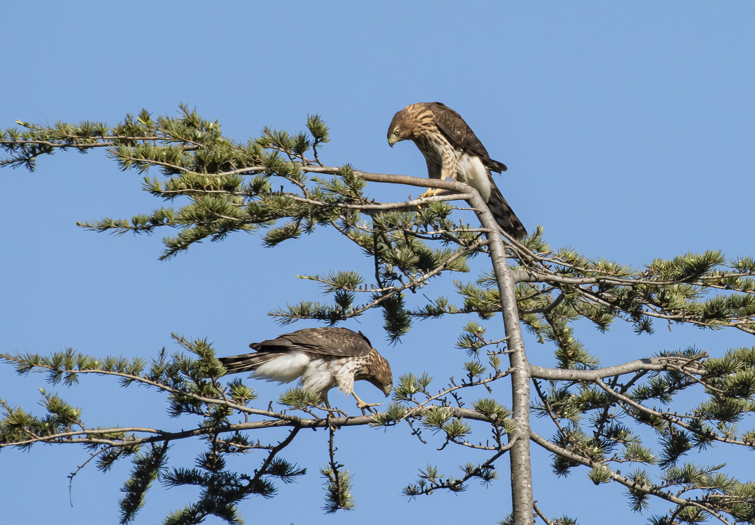 Red-tailed Hawks, San Jose, California