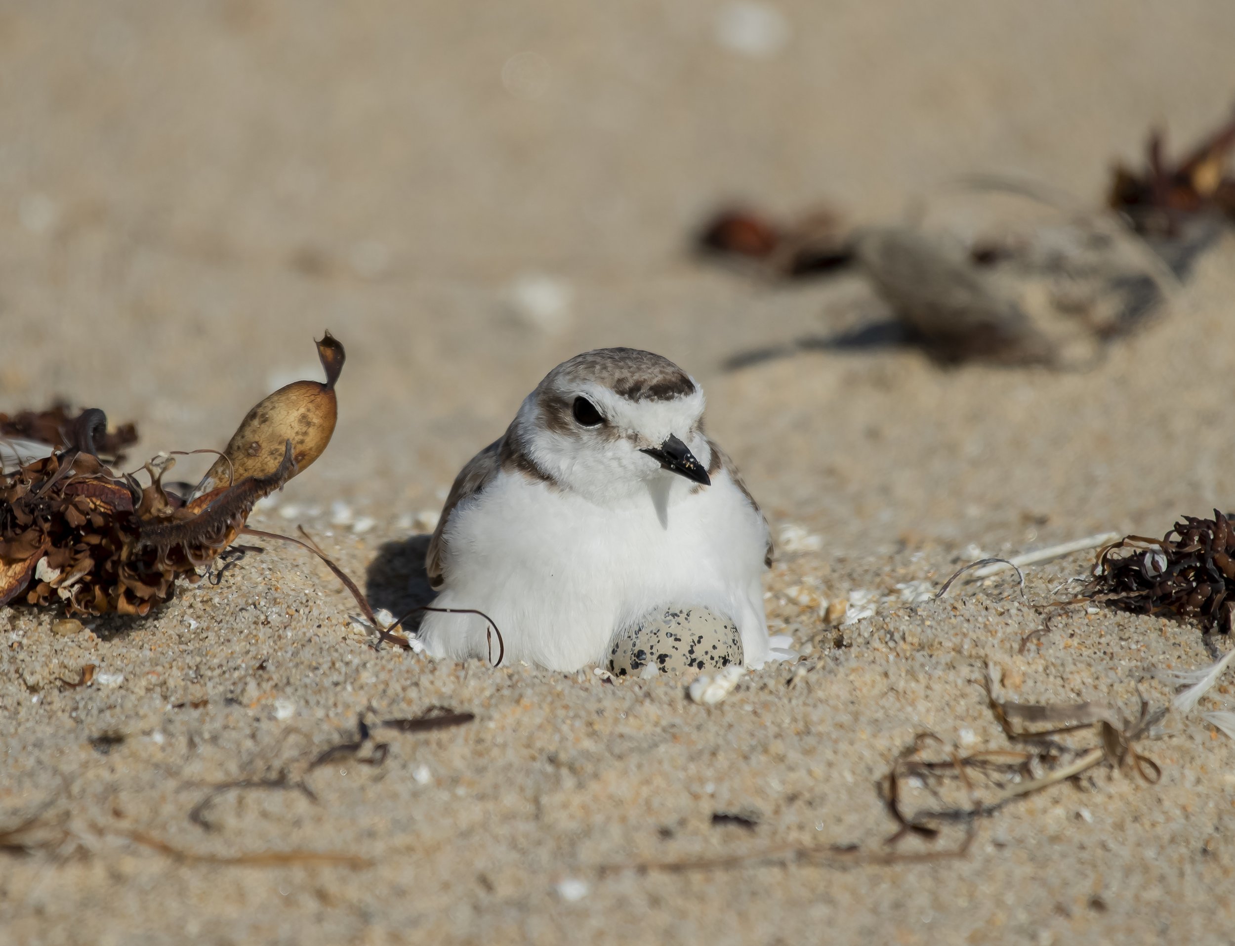 Snowy Plover, California