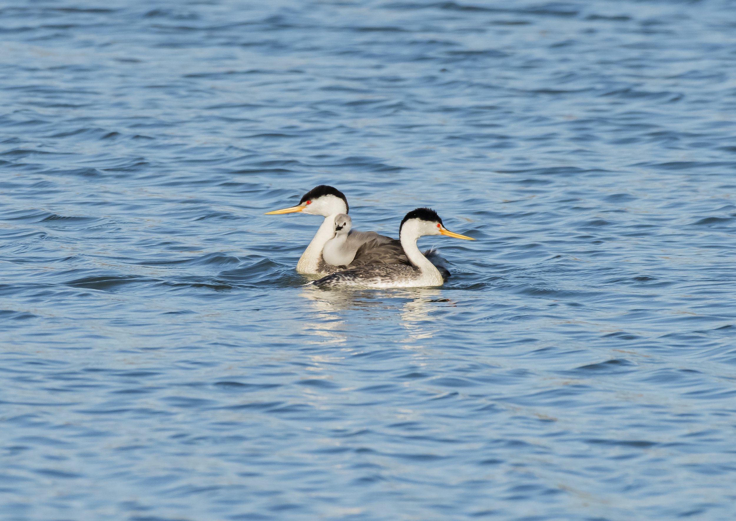 Clark's Grebe Family, San Jose, California