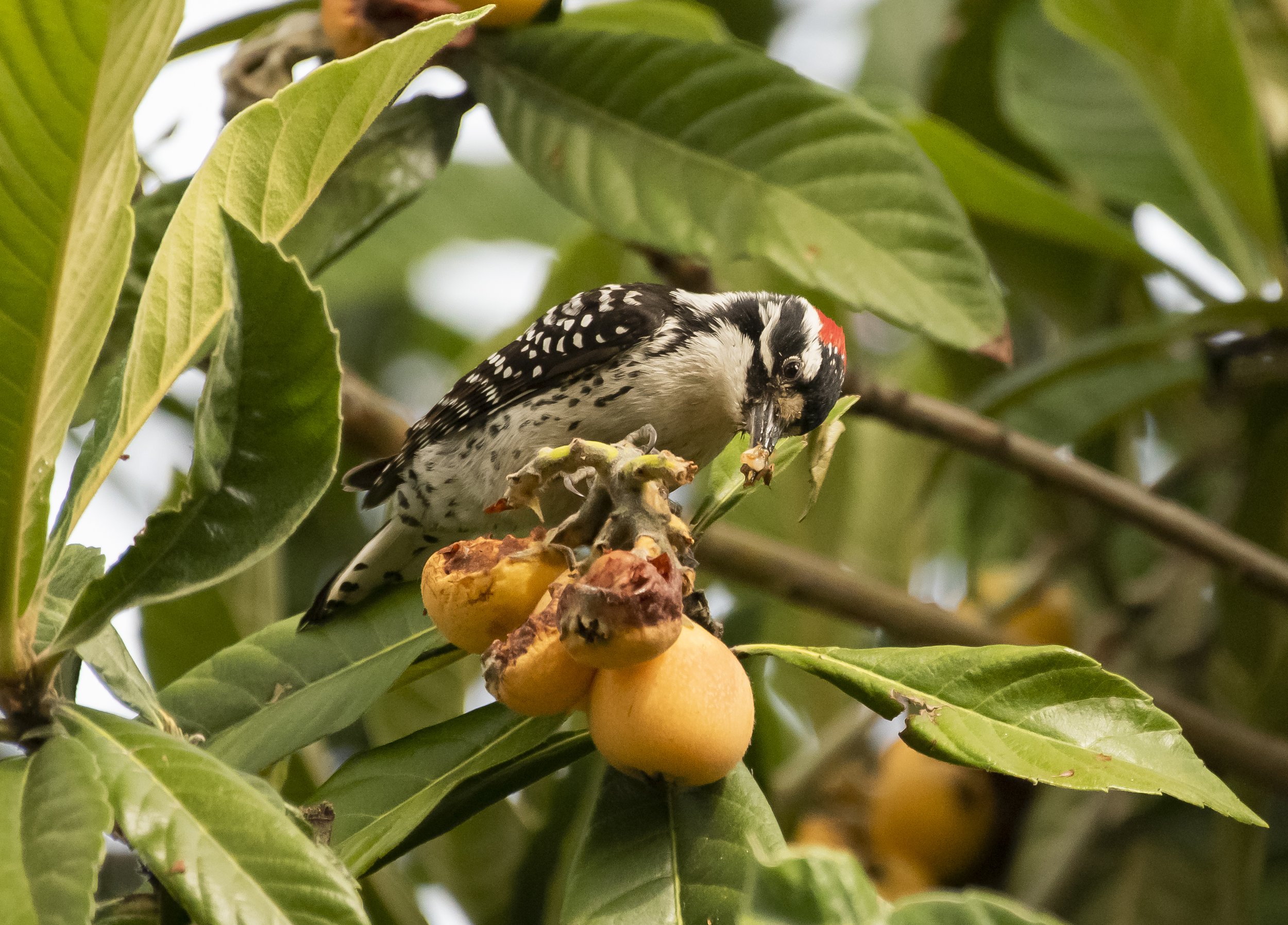 Nuttall's Woodpecker(male) eating Loquats, San Jose, California