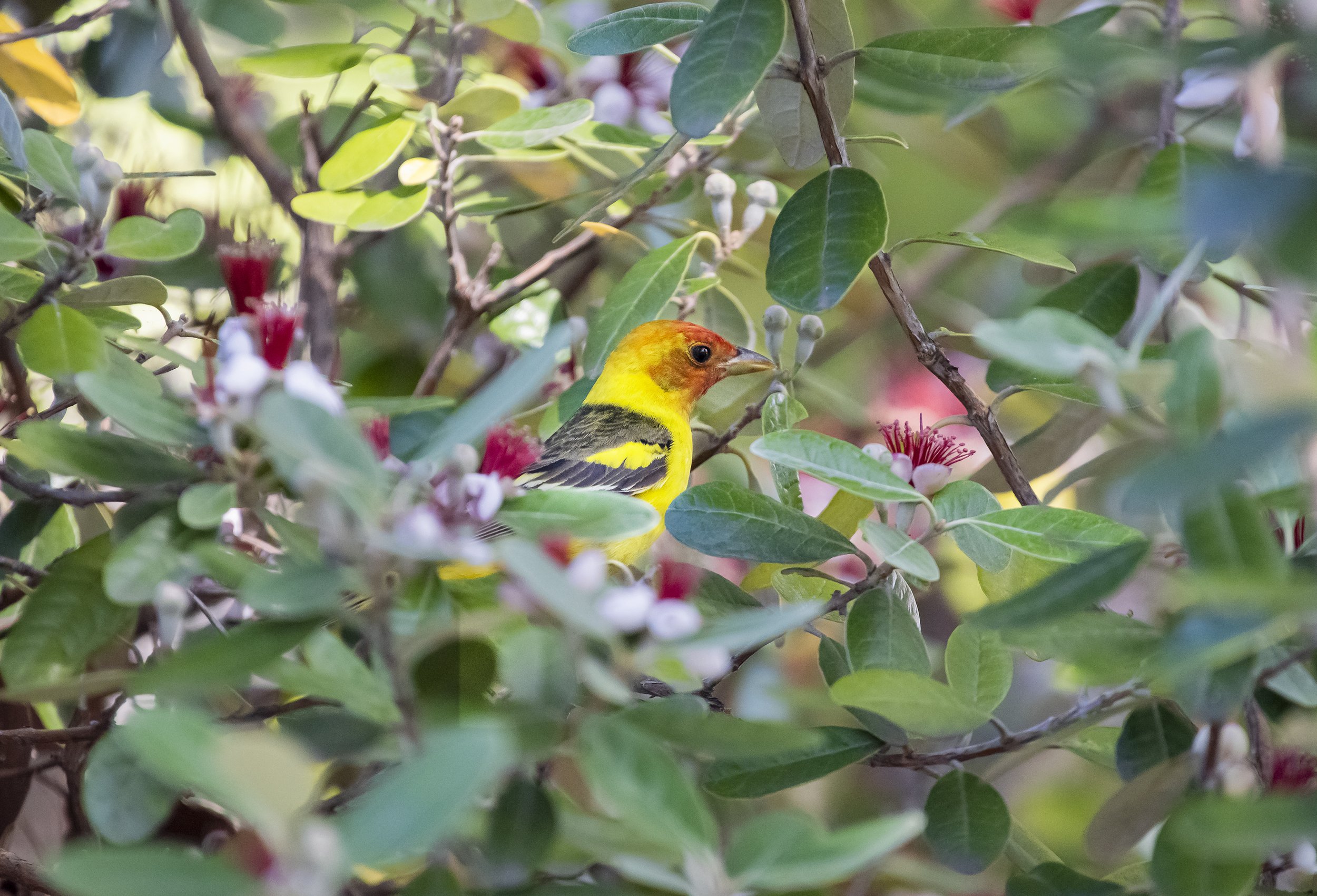 Western Tanager(male) eating Guava Flowers, San Jose, California