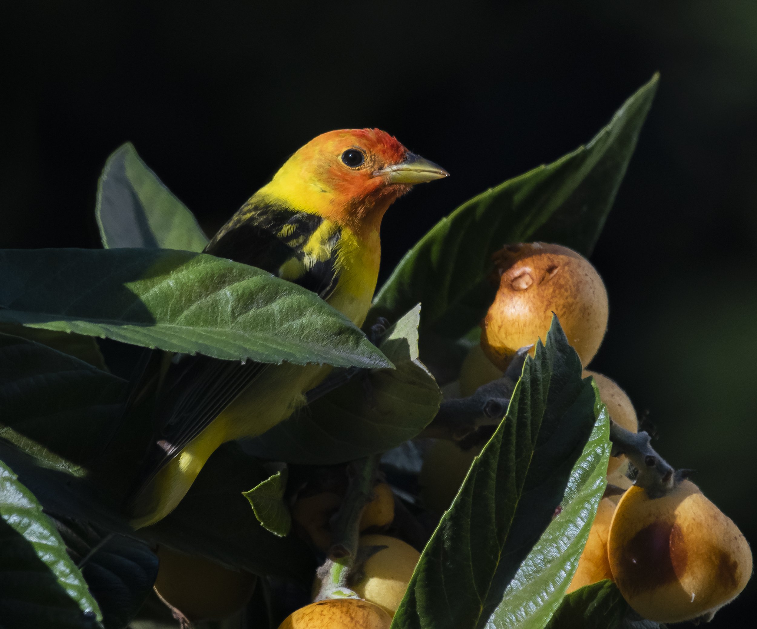 Western Tanager(male) eating.Loquats, San Jose, California