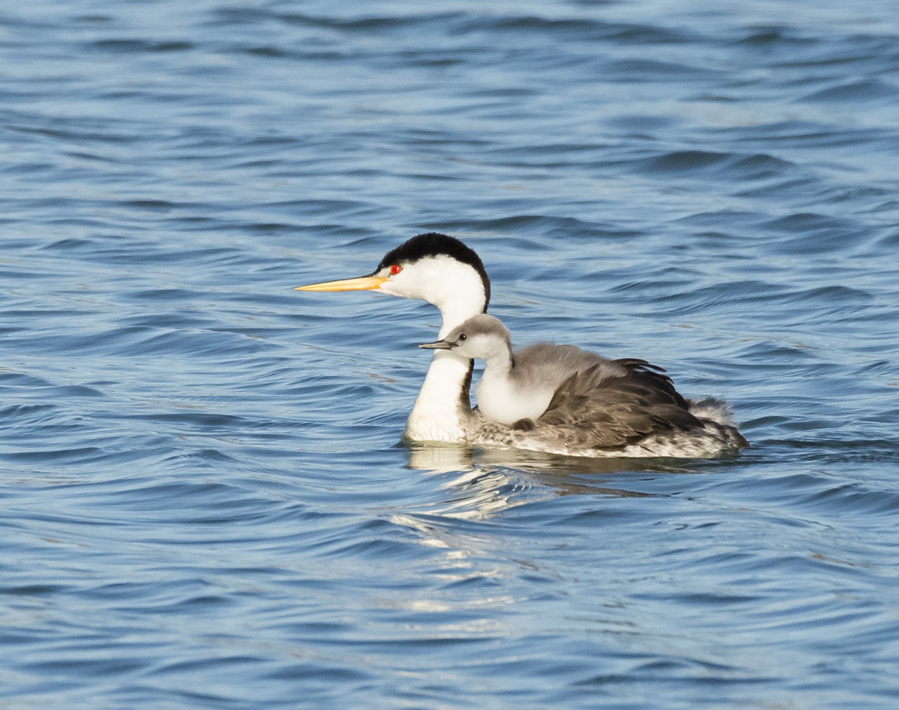 Clark's Grebes, California