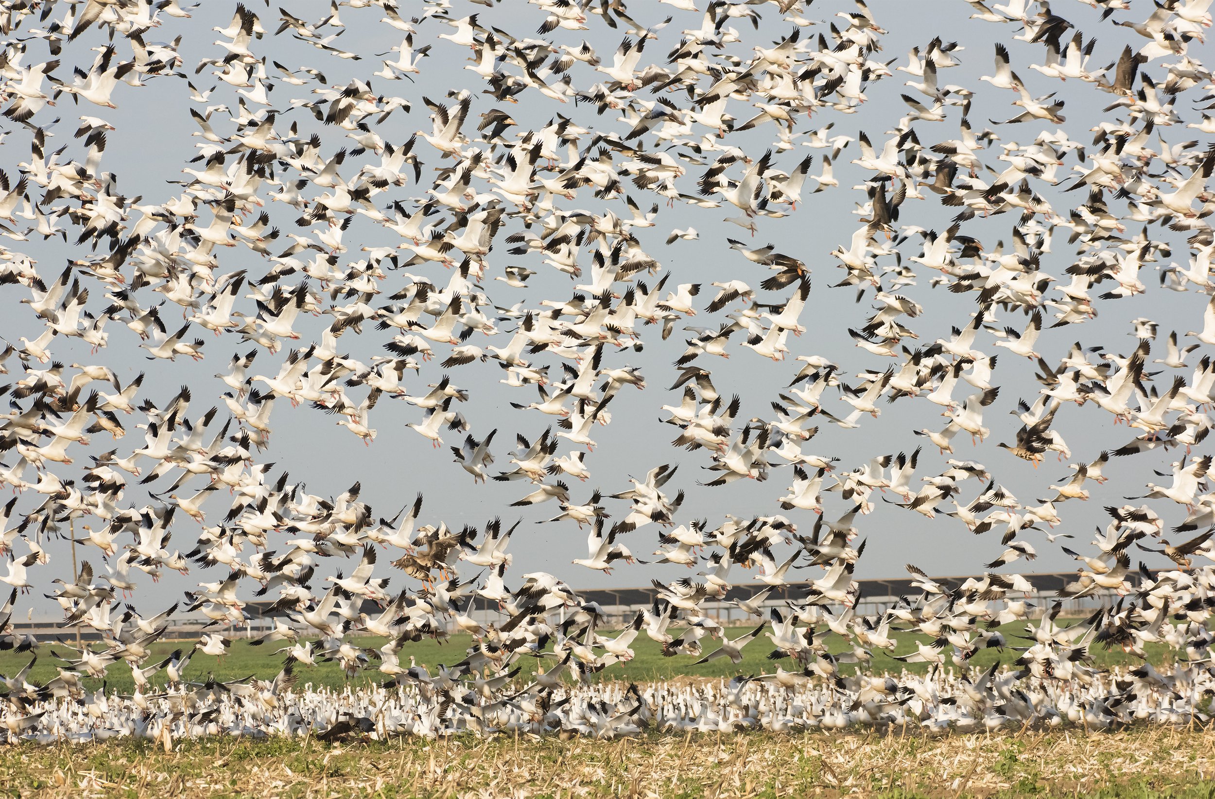 Merced Wildlife Refuge, California