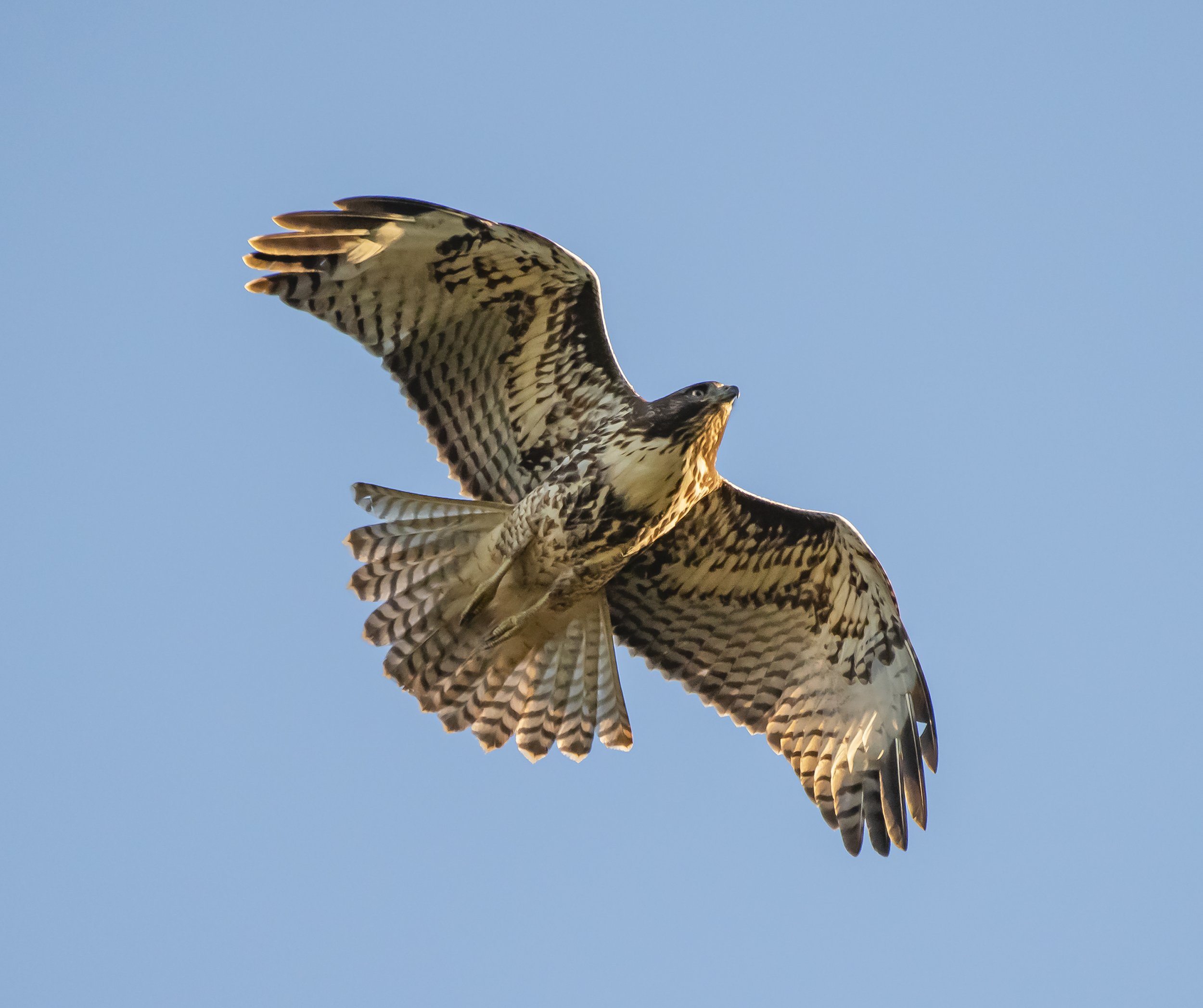 Red-tailed Hawk, California