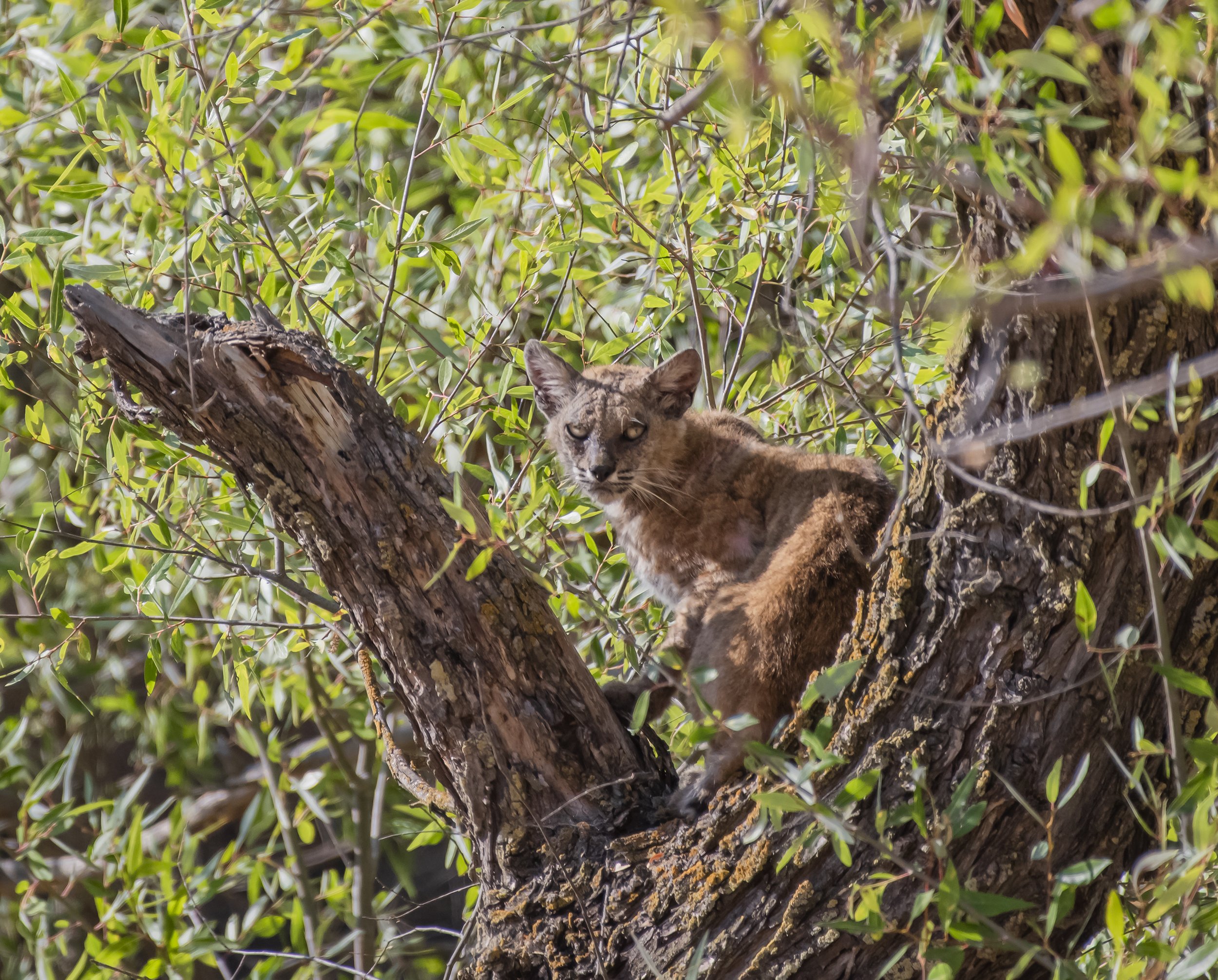 Bobcat, California