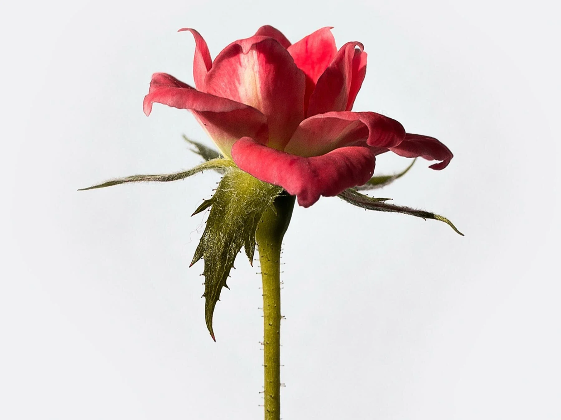 What Do You Use to Cut Flower Stems? A Florist's Guide.