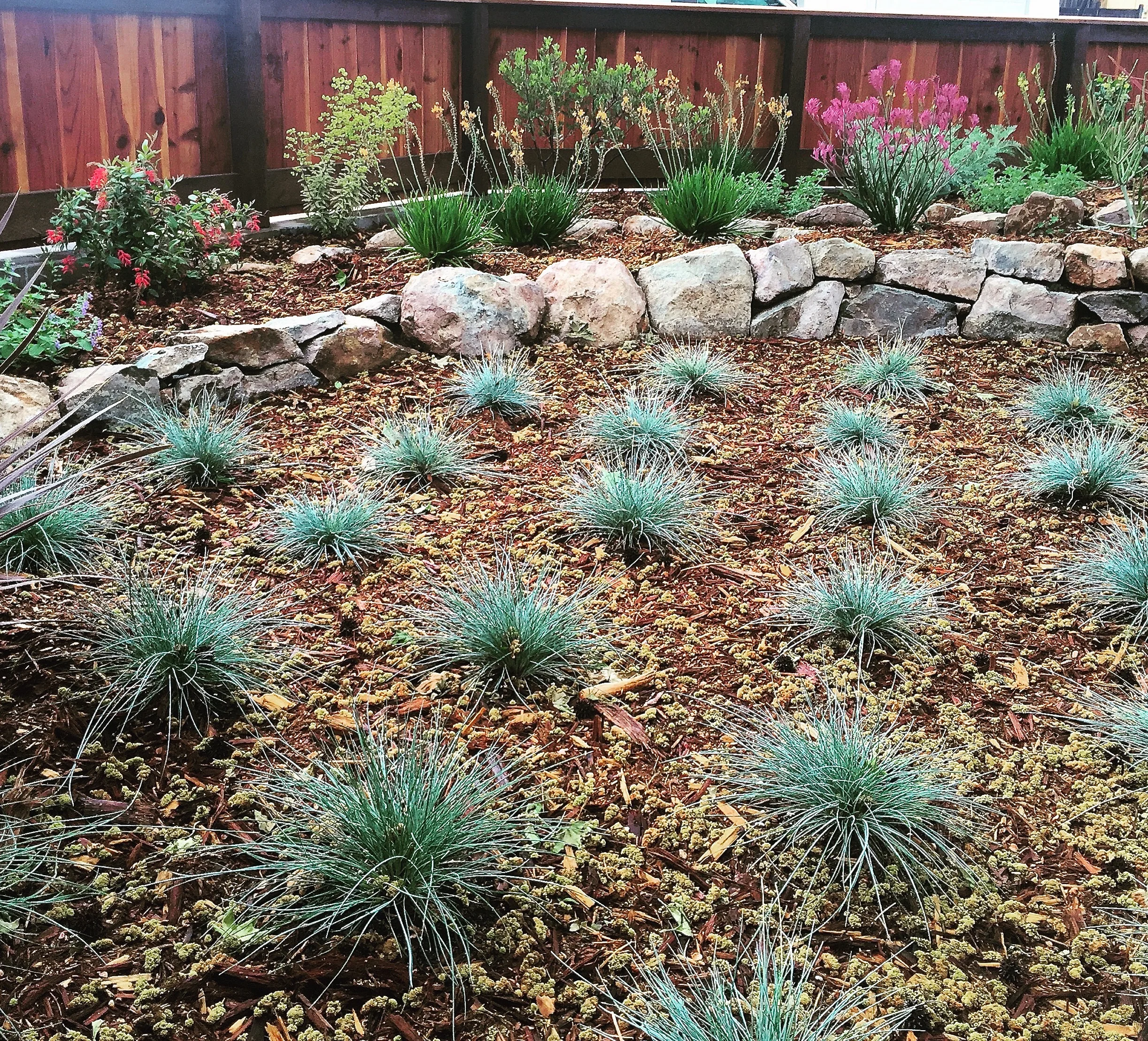  New rock wall, plantings and blue fescue meadow.  
