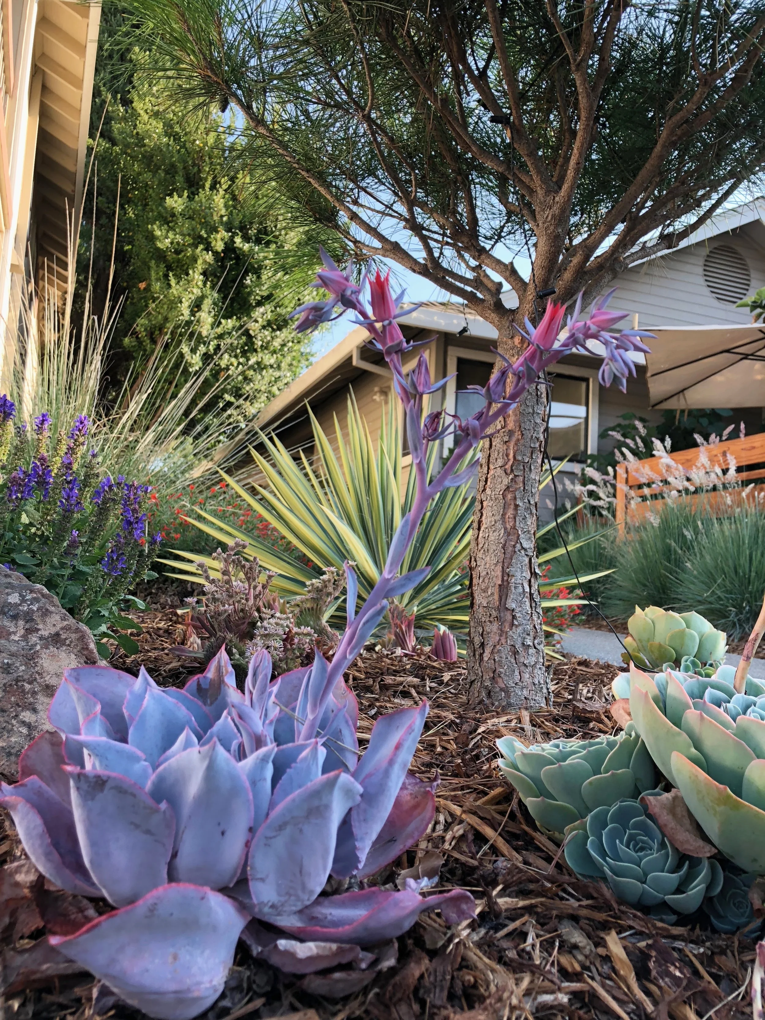  Plant form, color and texture variation makes for a nice garden. 