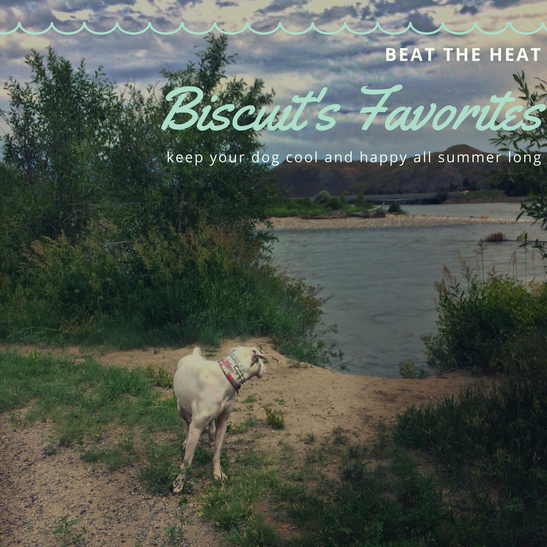 Biscuit's Summer Favorites