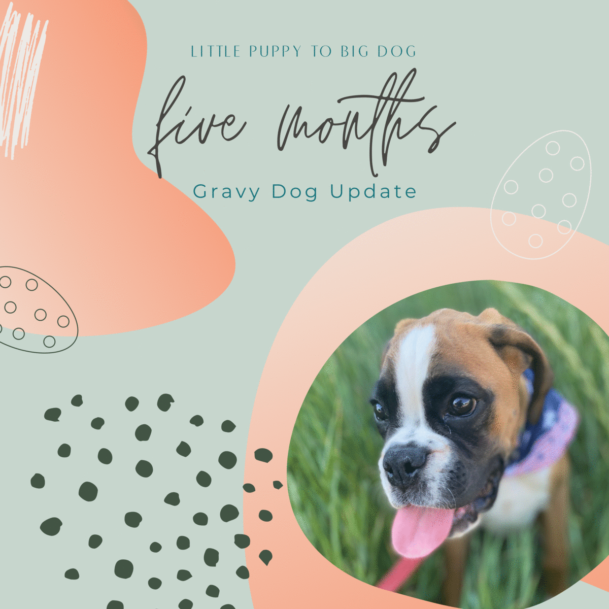 Puppy Favorites + 5 Month Update