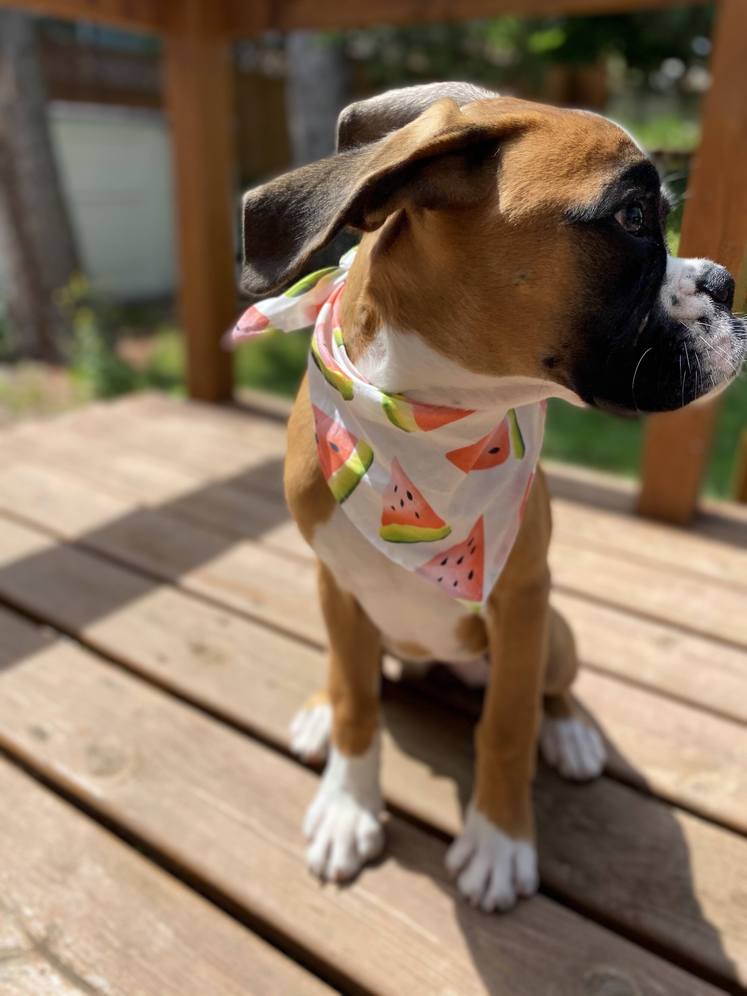 dog-bandana