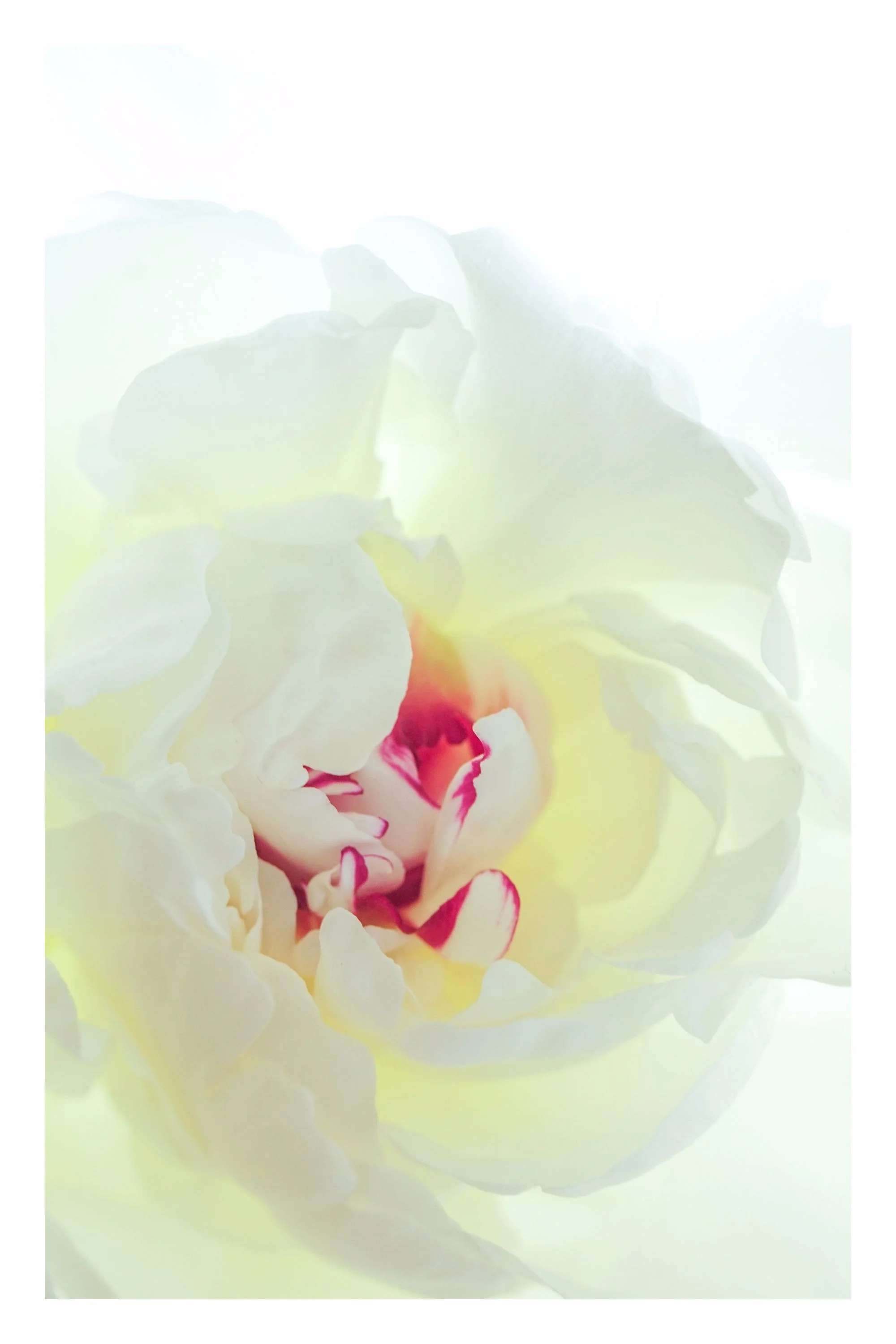 ' P E O N Y ' Limited edition of 48 - 12 in each size.&nbsp; Click the image to BUY.