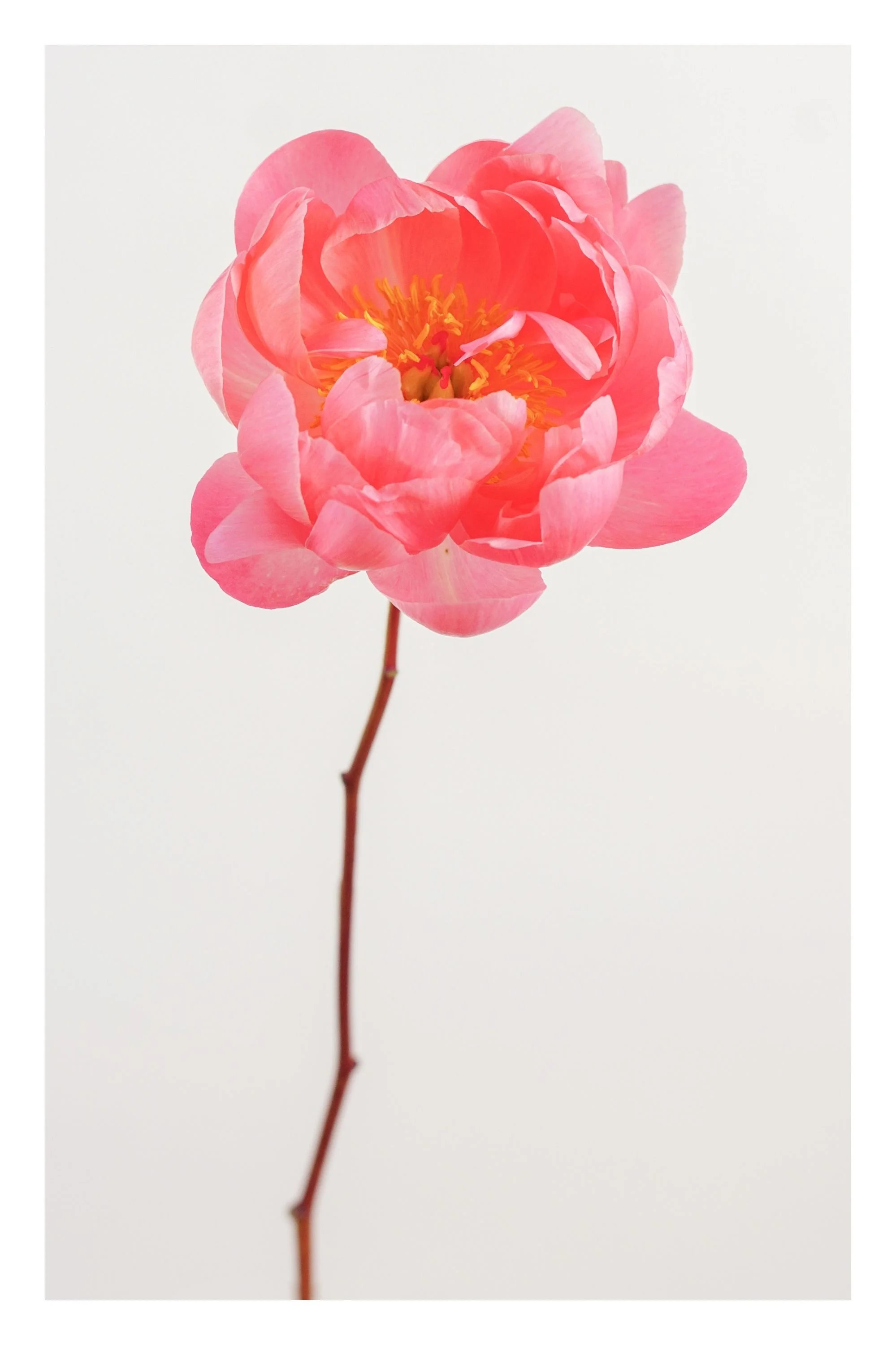 ' P E O N Y III ' Limited edition of 48 - 12 in each size. Click the image to BUY.