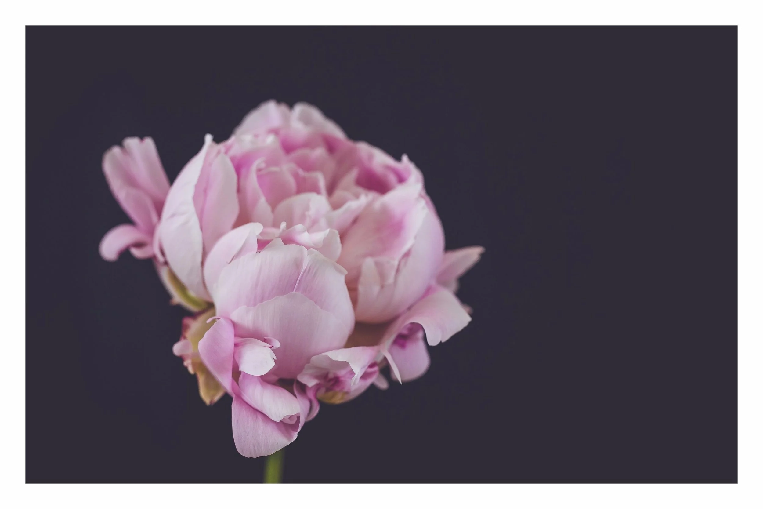 ' P E O N Y IV ' Limited edition of 48 - 12 in each size.&nbsp; Click the image to BUY.