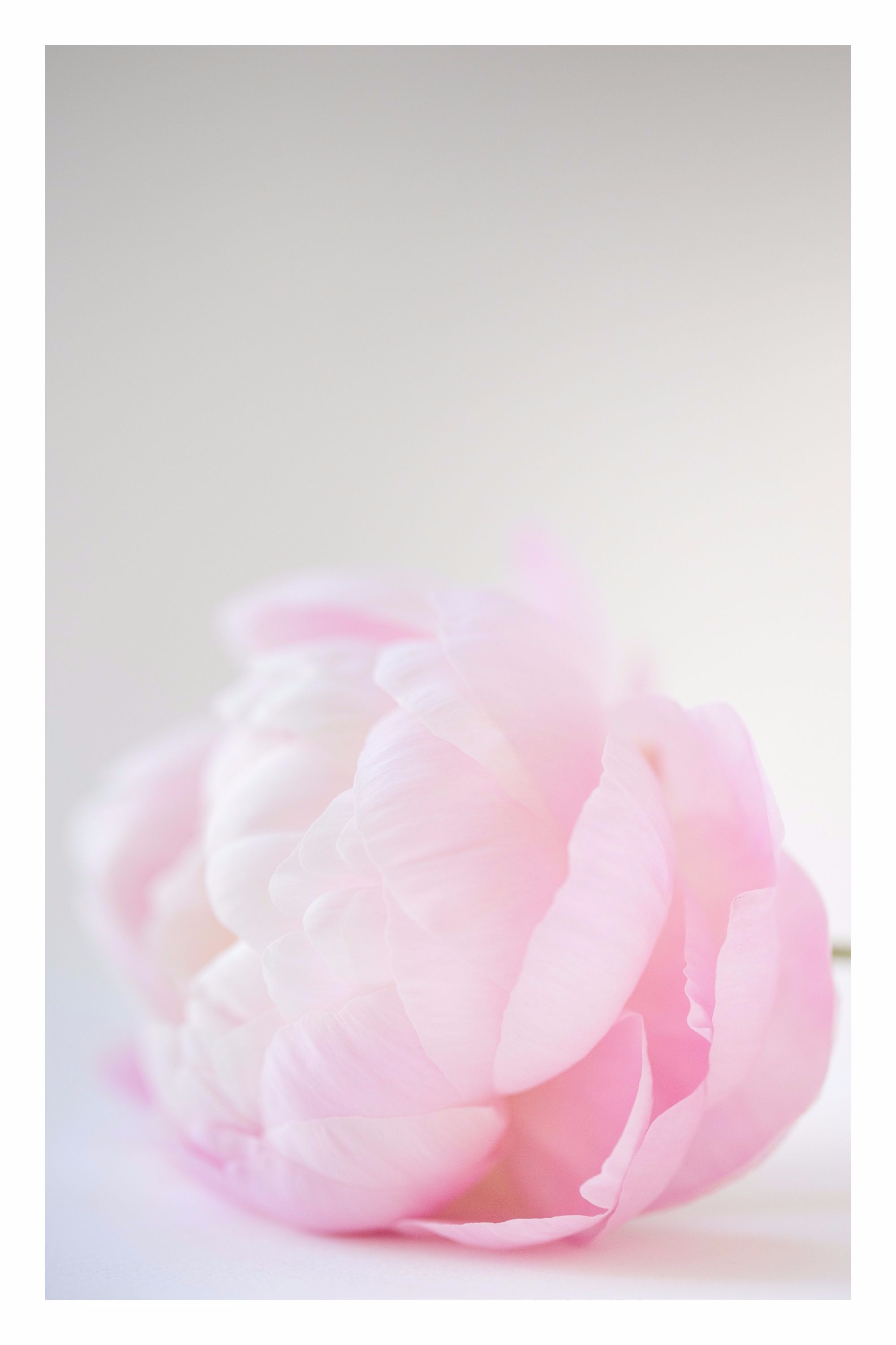 ' P E O N Y VII ' Limited edition of 48 - 12 in each size.&nbsp; Click the image to BUY.