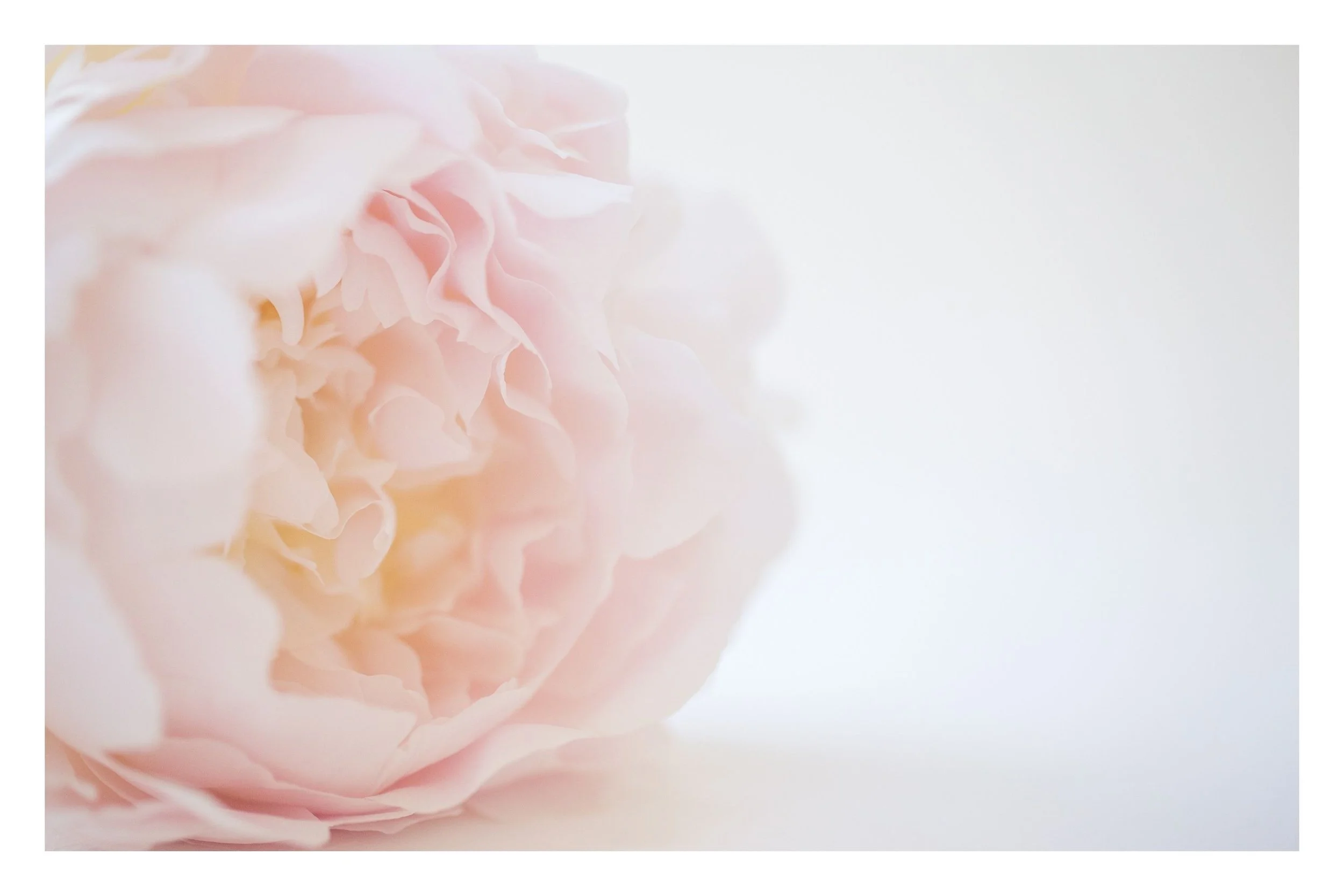 ' P E O N Y VIII ' Limited edition of 48 - 12 in each size.&nbsp; Click the image to BUY.