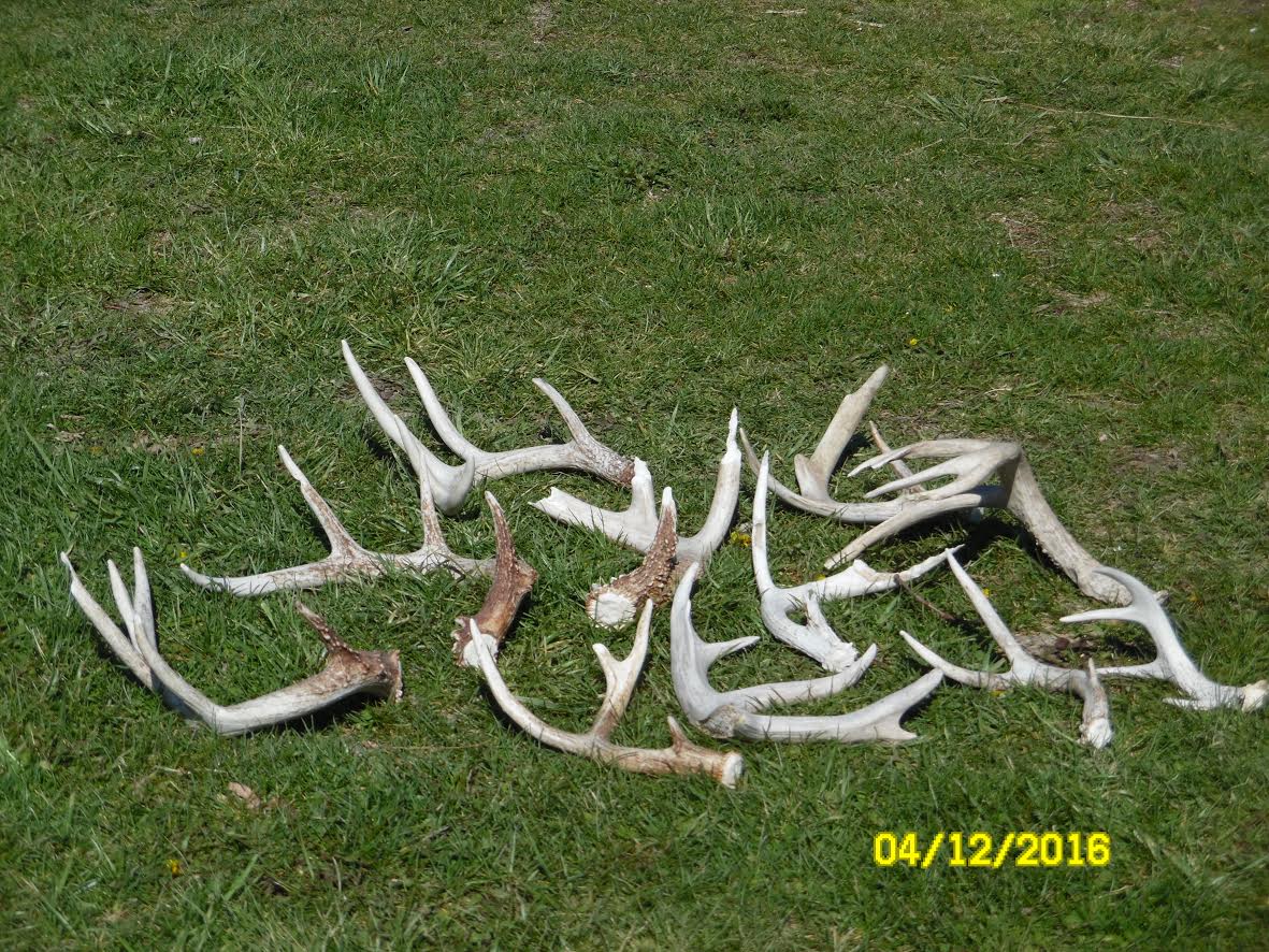 deer+sheds.jpg