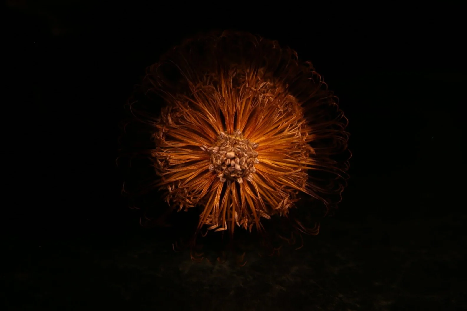Night flower