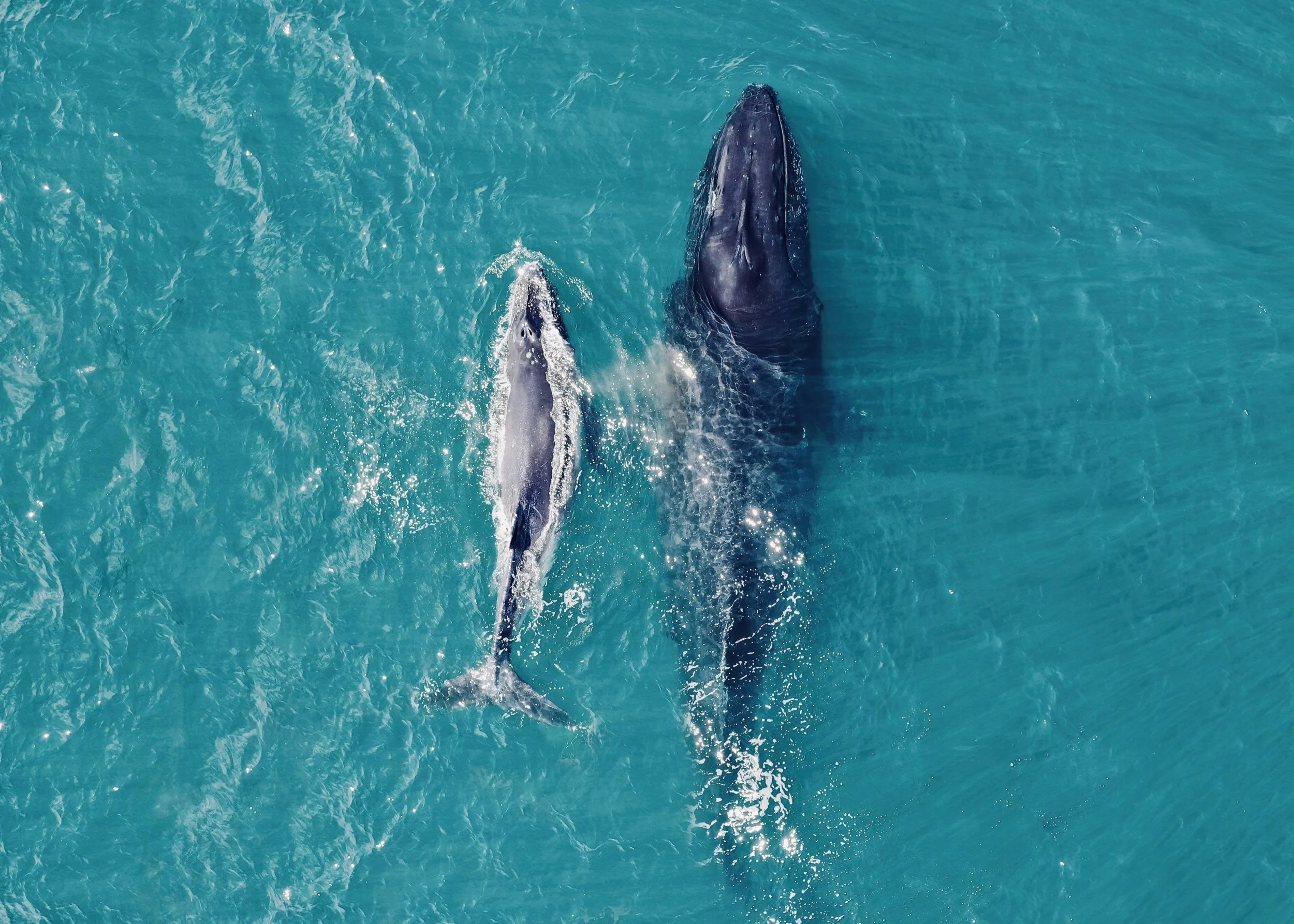 Whale mum and bub Oct 2022-low-light.jpeg