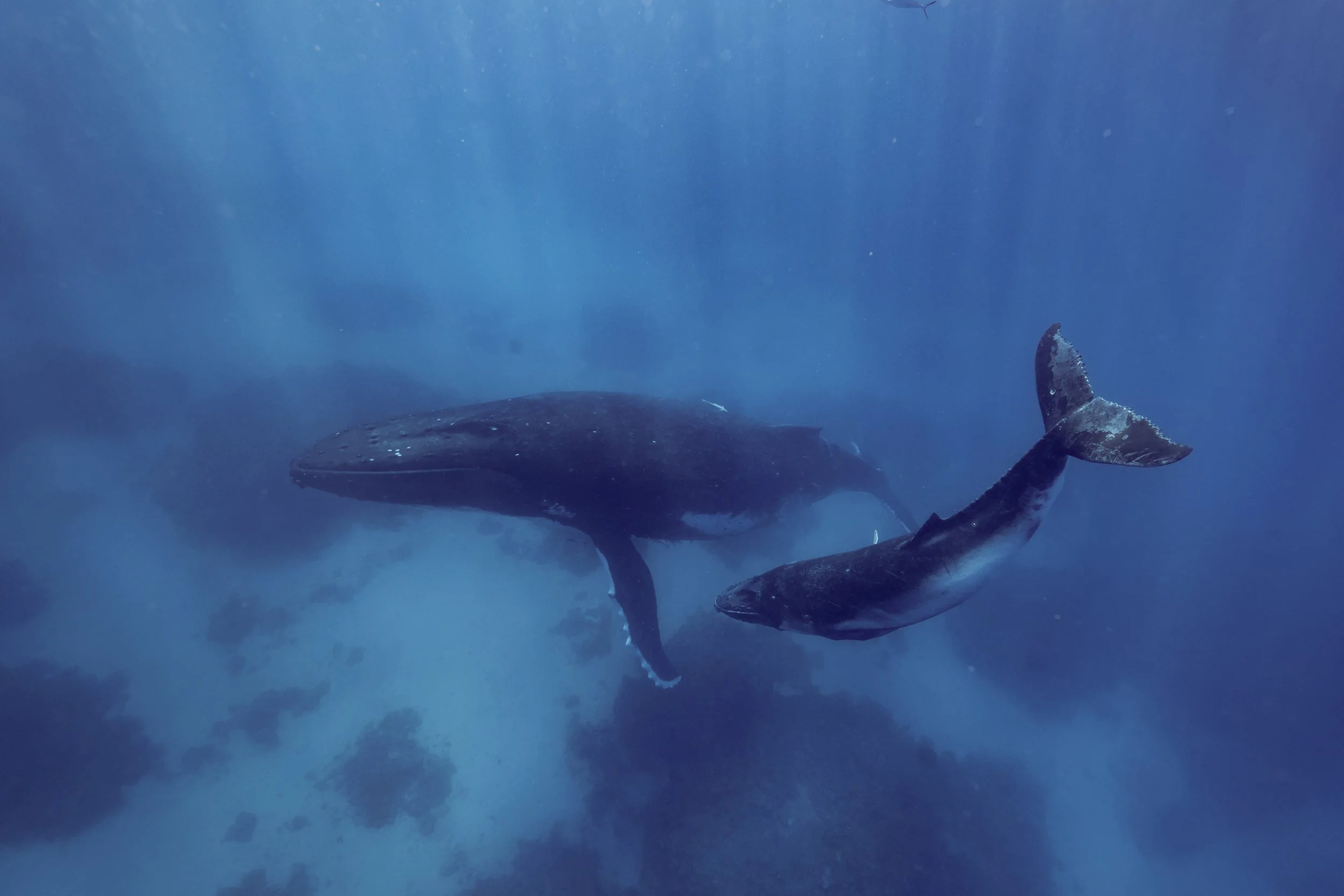 6BA86B54-5D7F-4992-933F-EC3B5038267C 2.JPEG