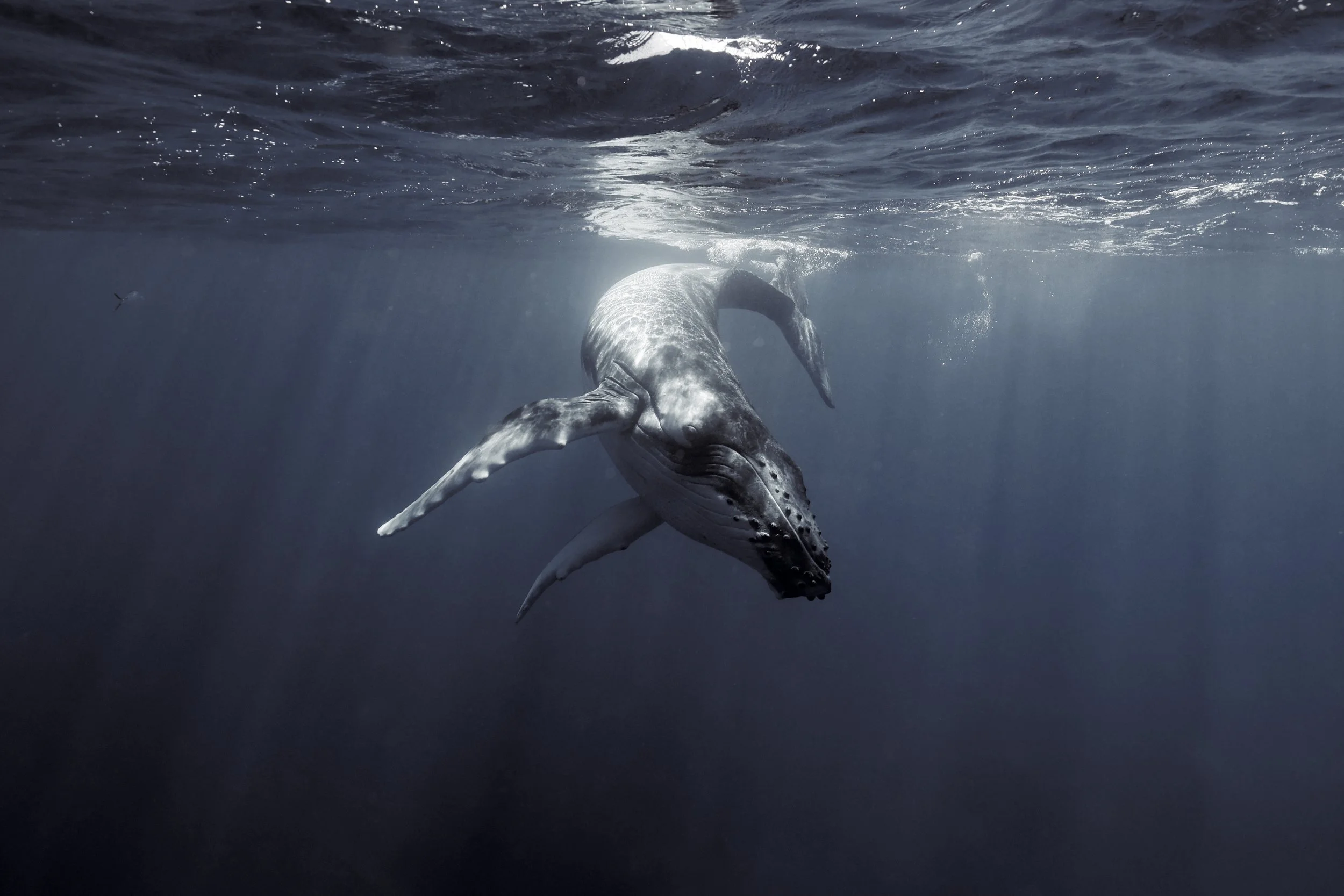 90D915A9-B1D5-498B-BB37-742BA222D4DF 2.JPEG