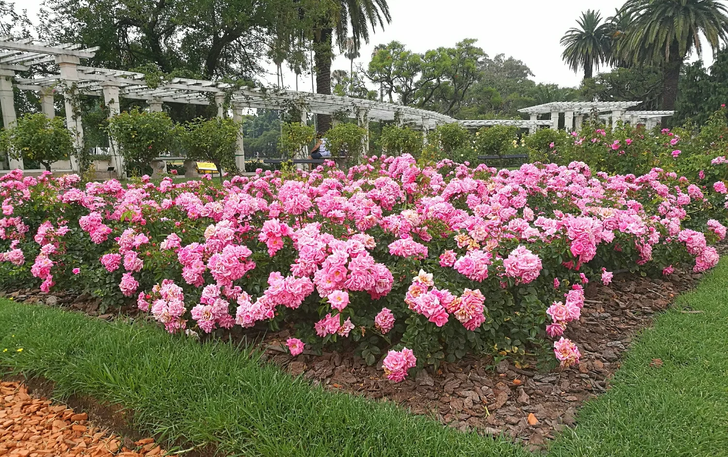 Vi var till en jättevacker park med massvis av blommor. 