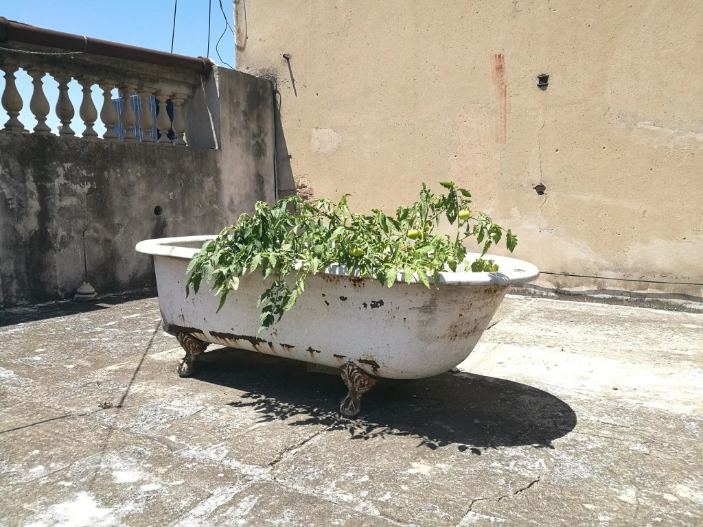 På taket växte tomater.