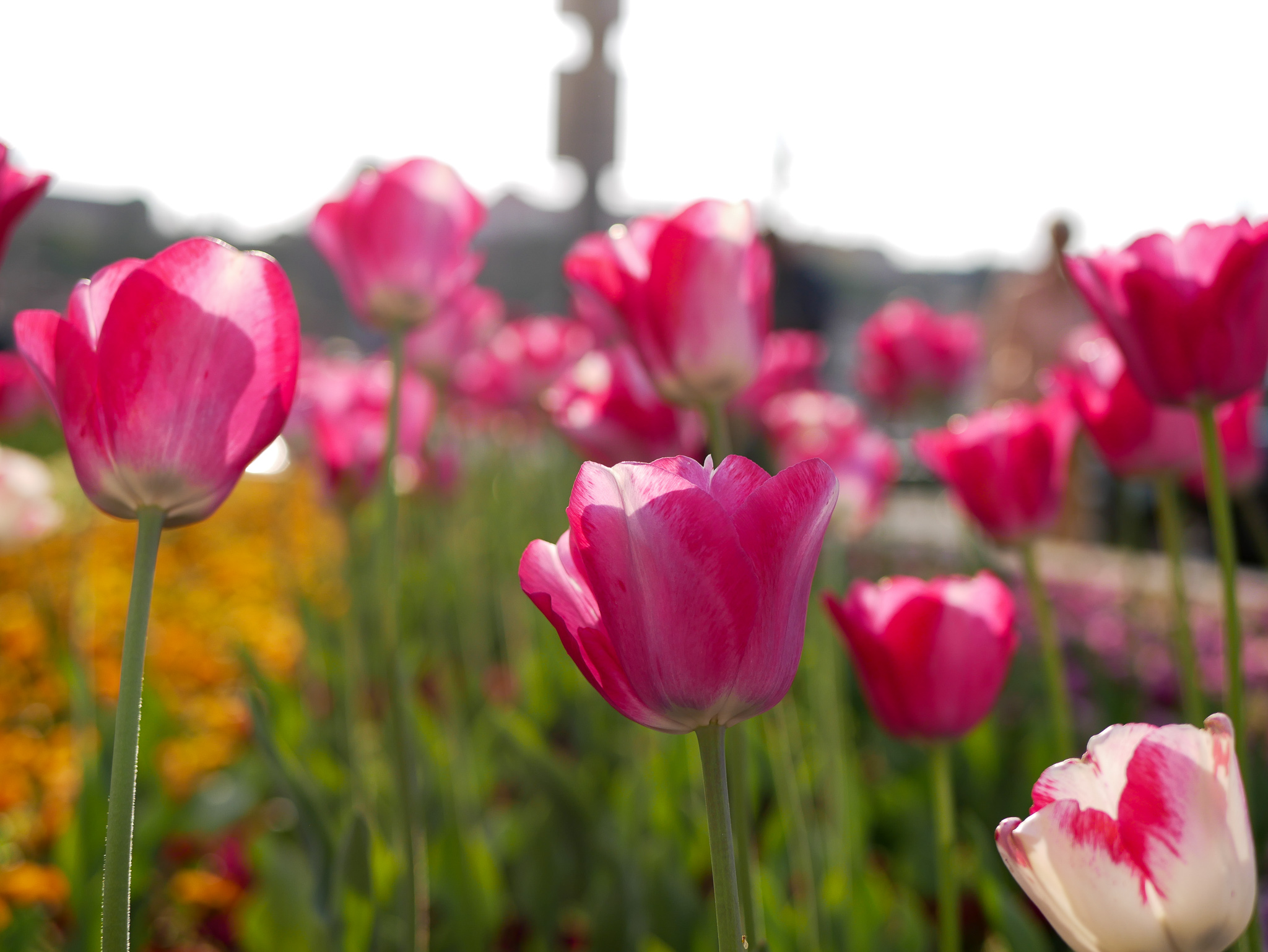 Det fanns så mycket vackra blommor i Budapest!