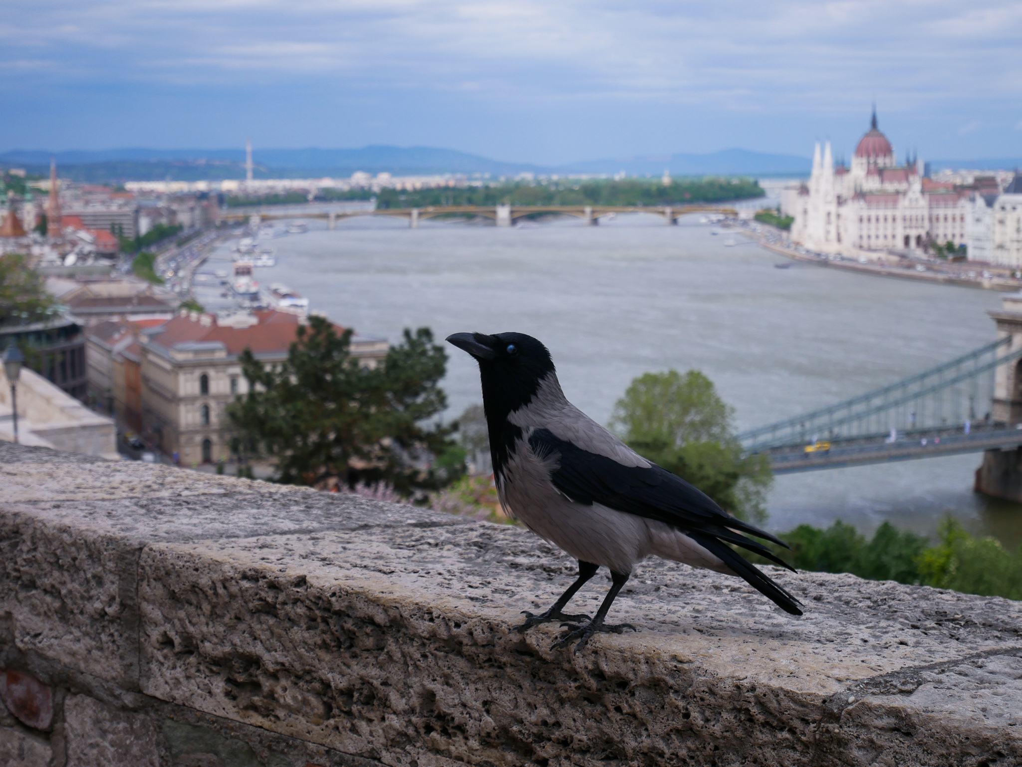 Utsikt från Budaslottet. Hängde lite med den lokala slottskråkan, han berättade att de flesta turister är ganska störande.