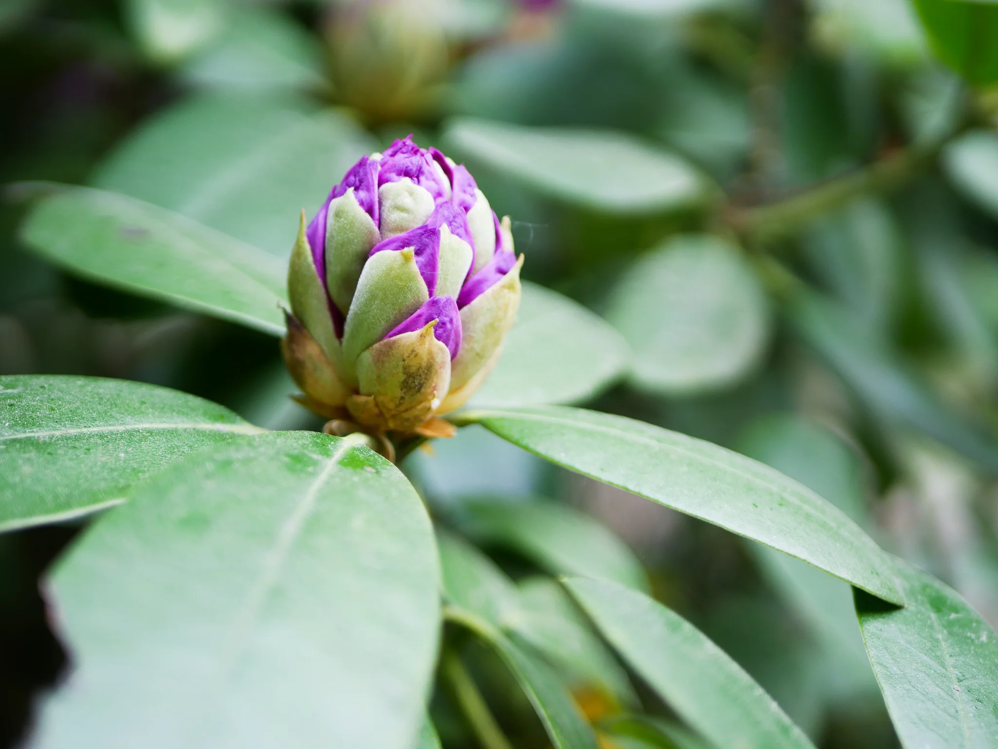 Ibland tar det en stund för en del blommor att slå ut i blom. Det går inte att försnabba processen, så det gäller att njuta under resan.