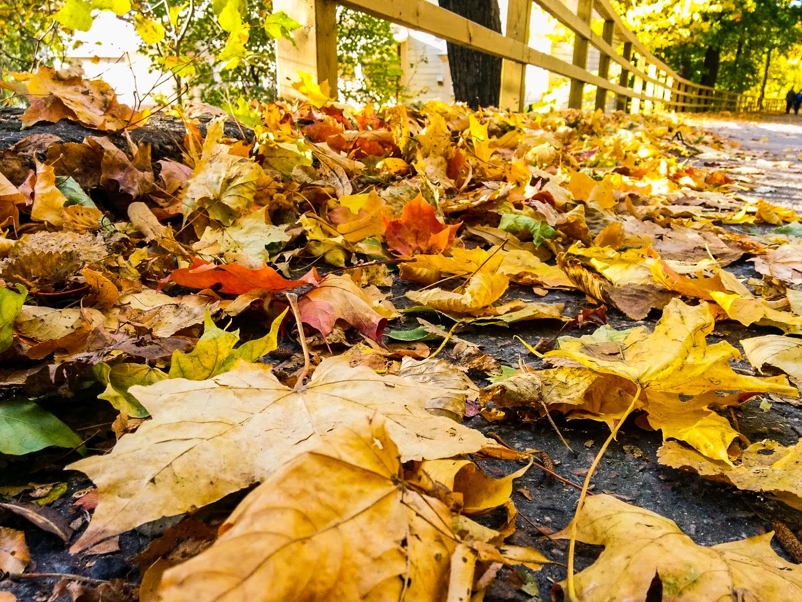 höstlöv2.jpg