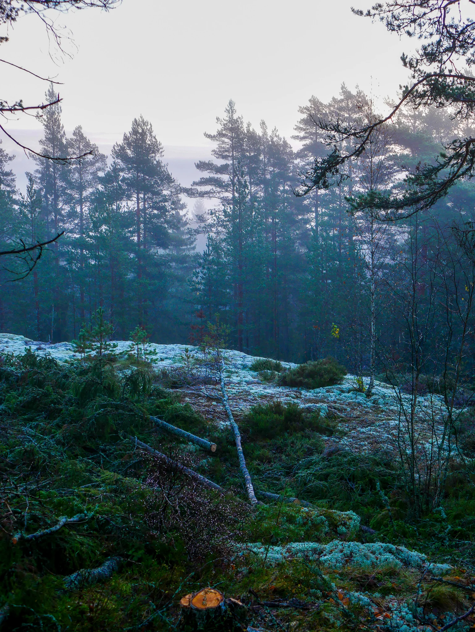 Magisk morgon på lande förra veckan. Oktober har bjudit på mycket fint också! <3