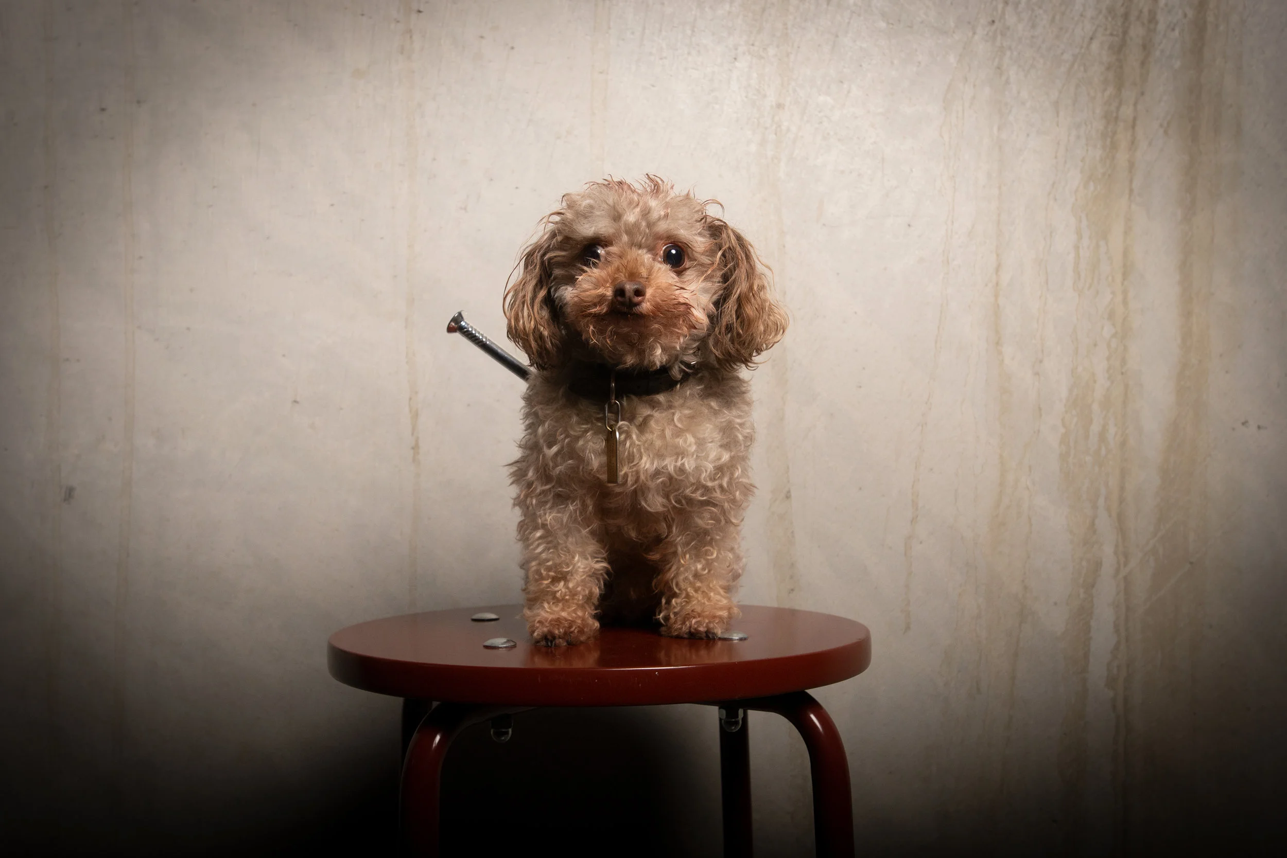 Hunden kenzo var nog helt klart kvällens gulligaste. Foto: Alexander Horn/future film.