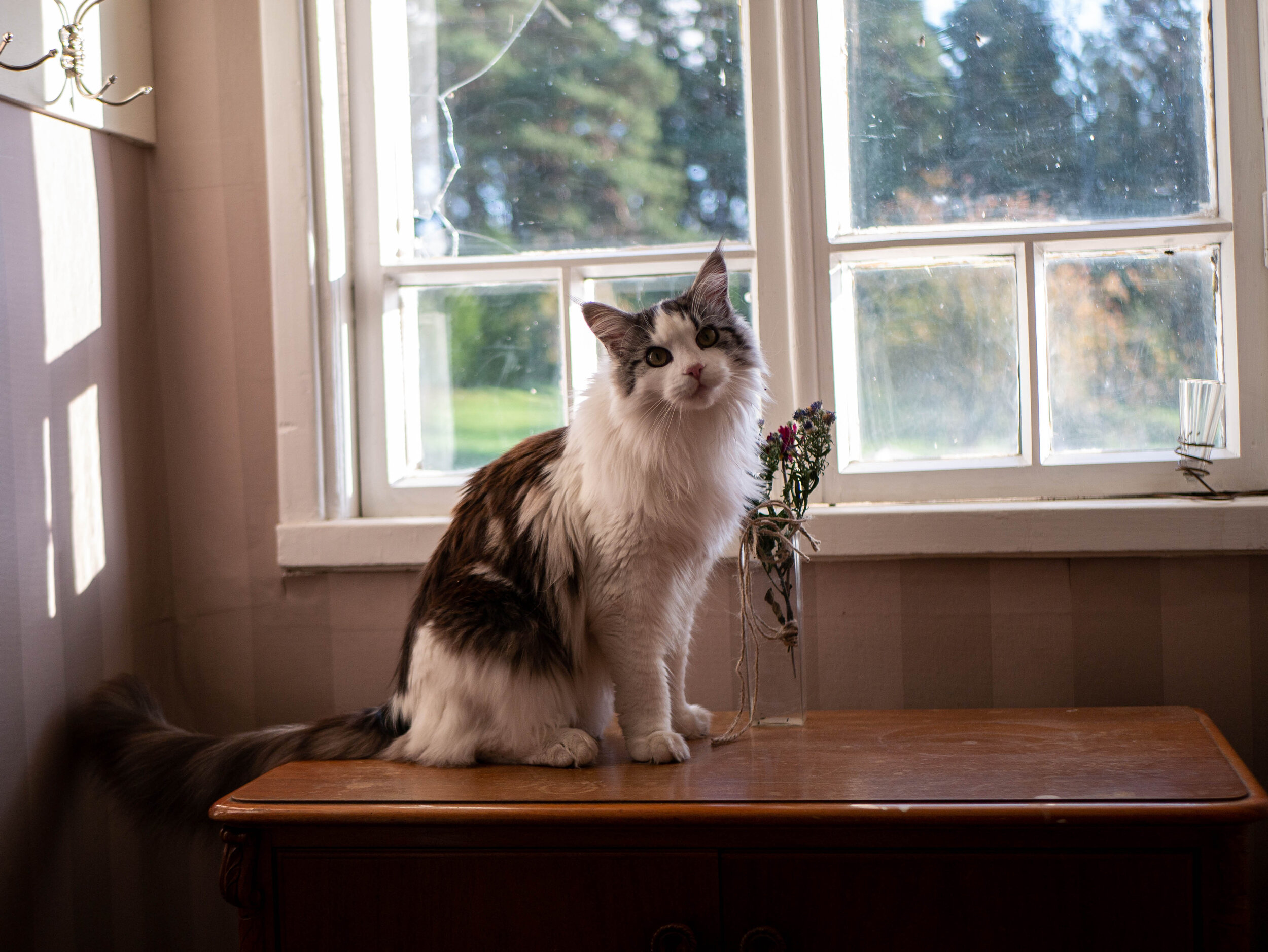 Katt på Kansjerf