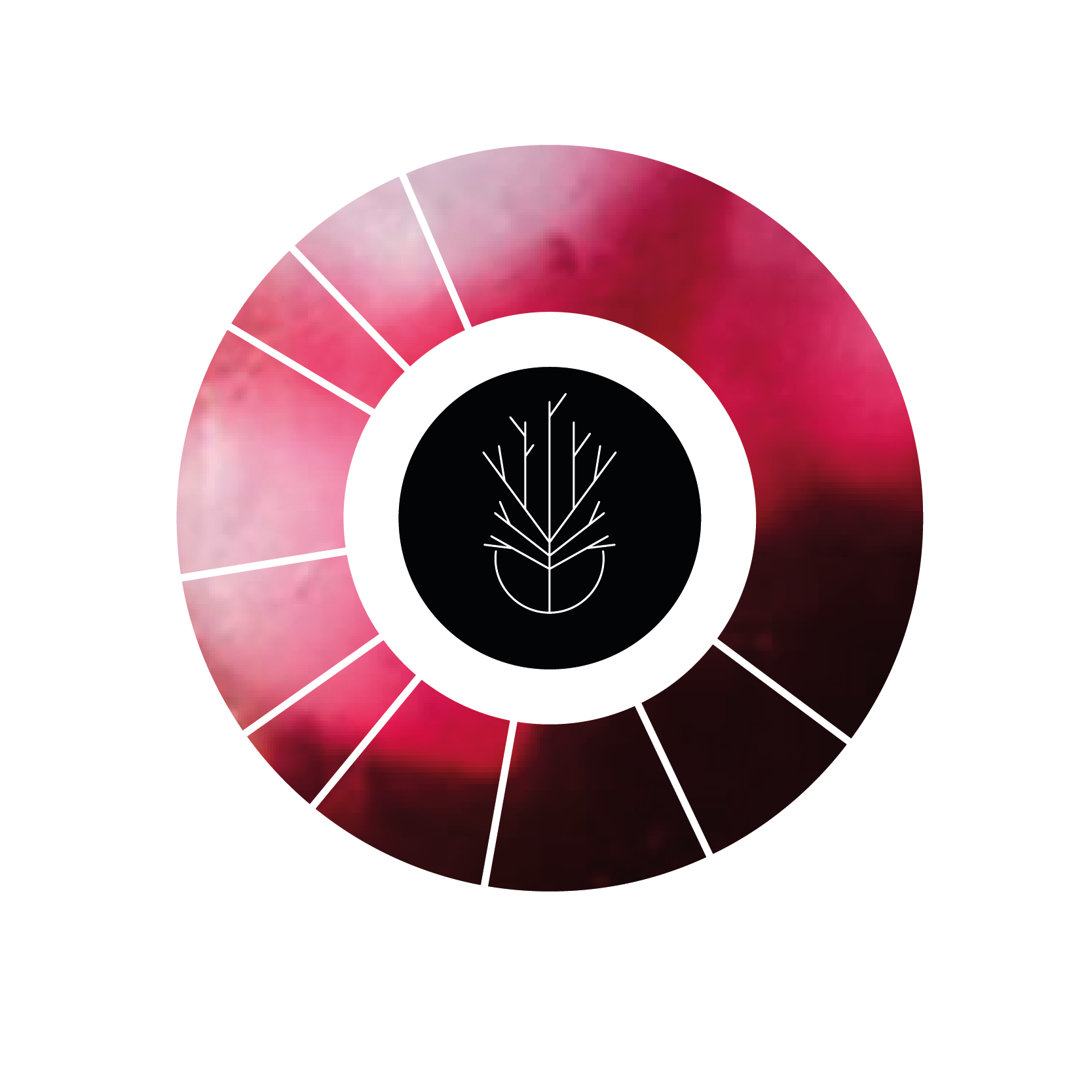 FlavourWheel-01.png