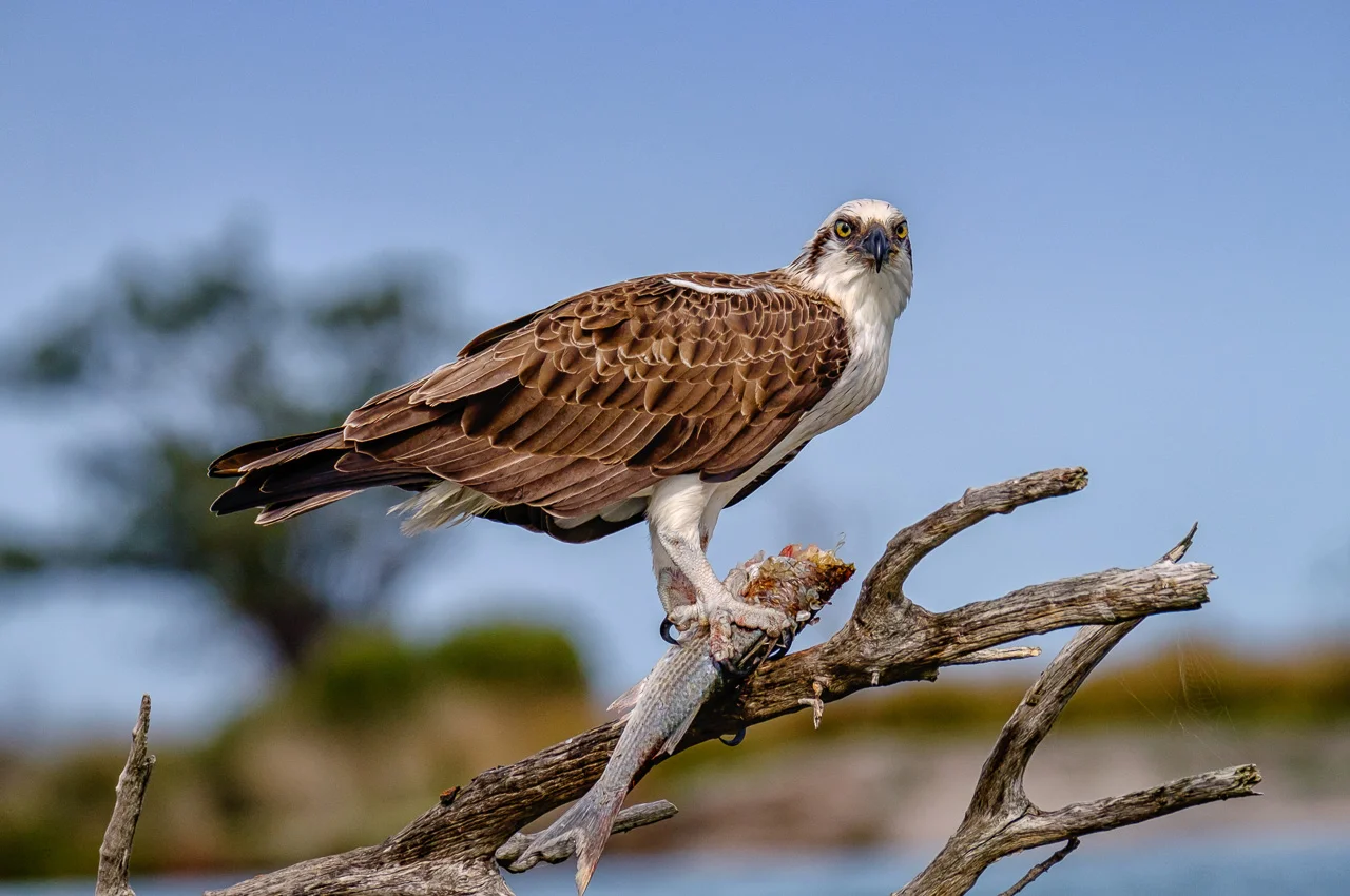 Osprey Photographer Mandurah