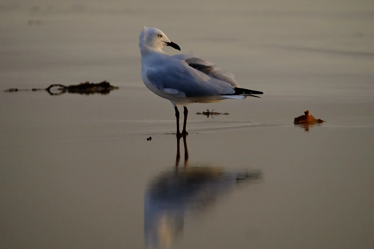 Silver Gull Mandurah
