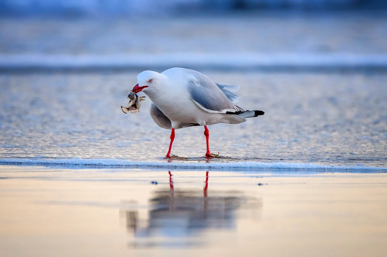 Seagull at sunrise