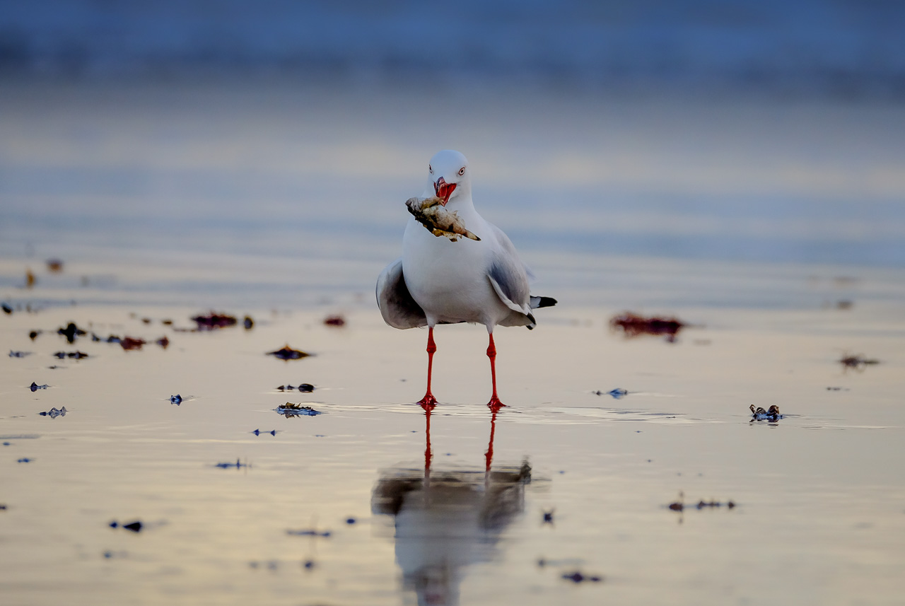 Seagull at sunrise in Mandurah