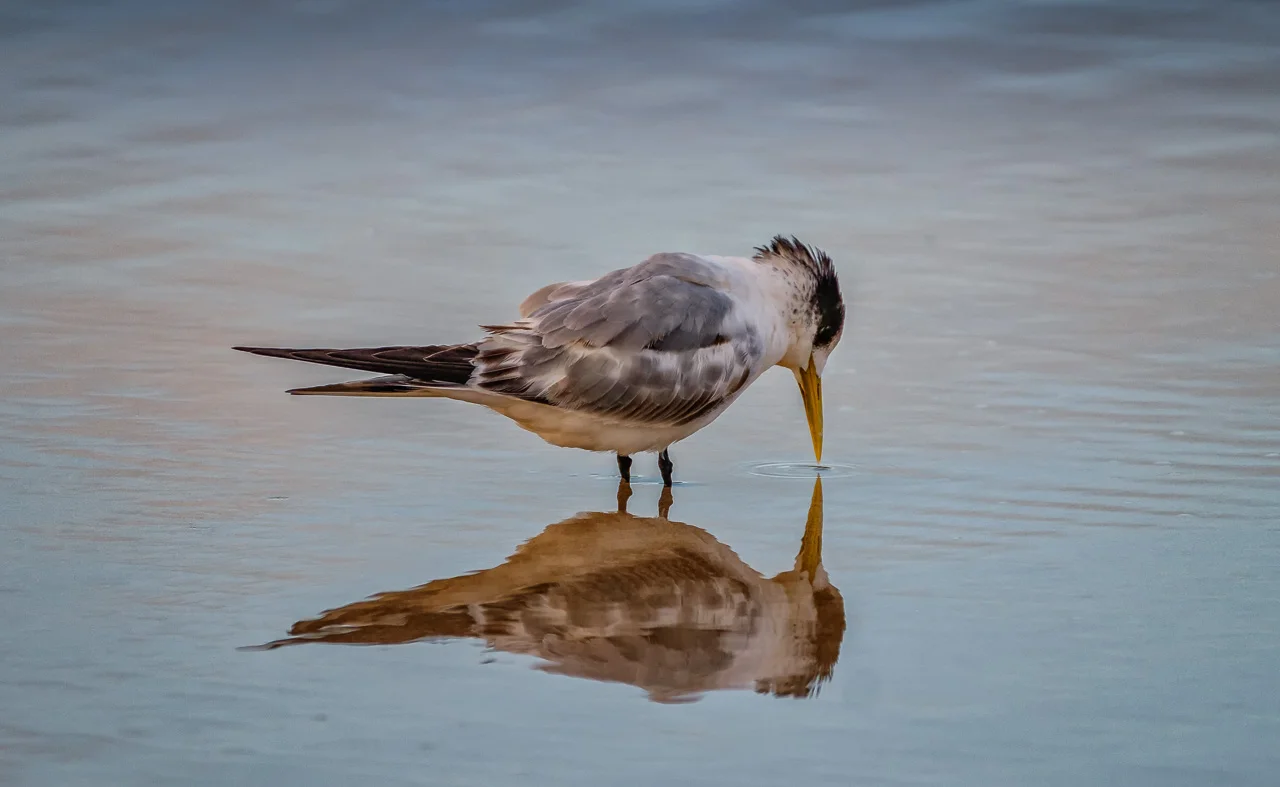 Tern Reflections